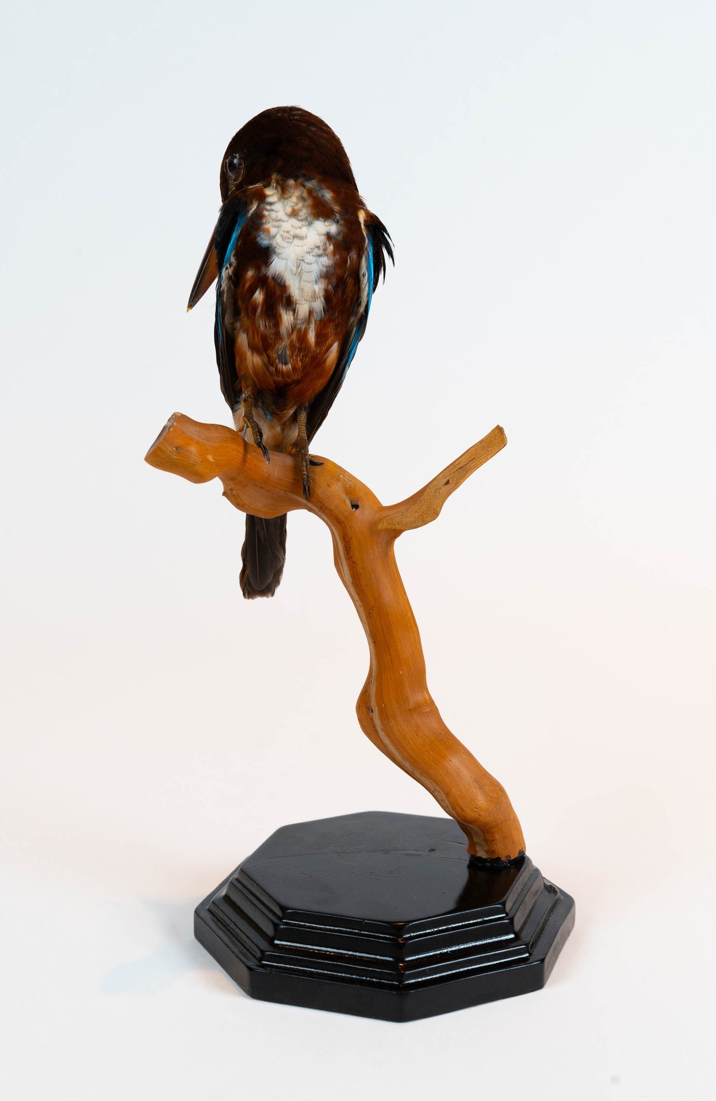 Kingfisher Taxidermy Stand Mount For Sale