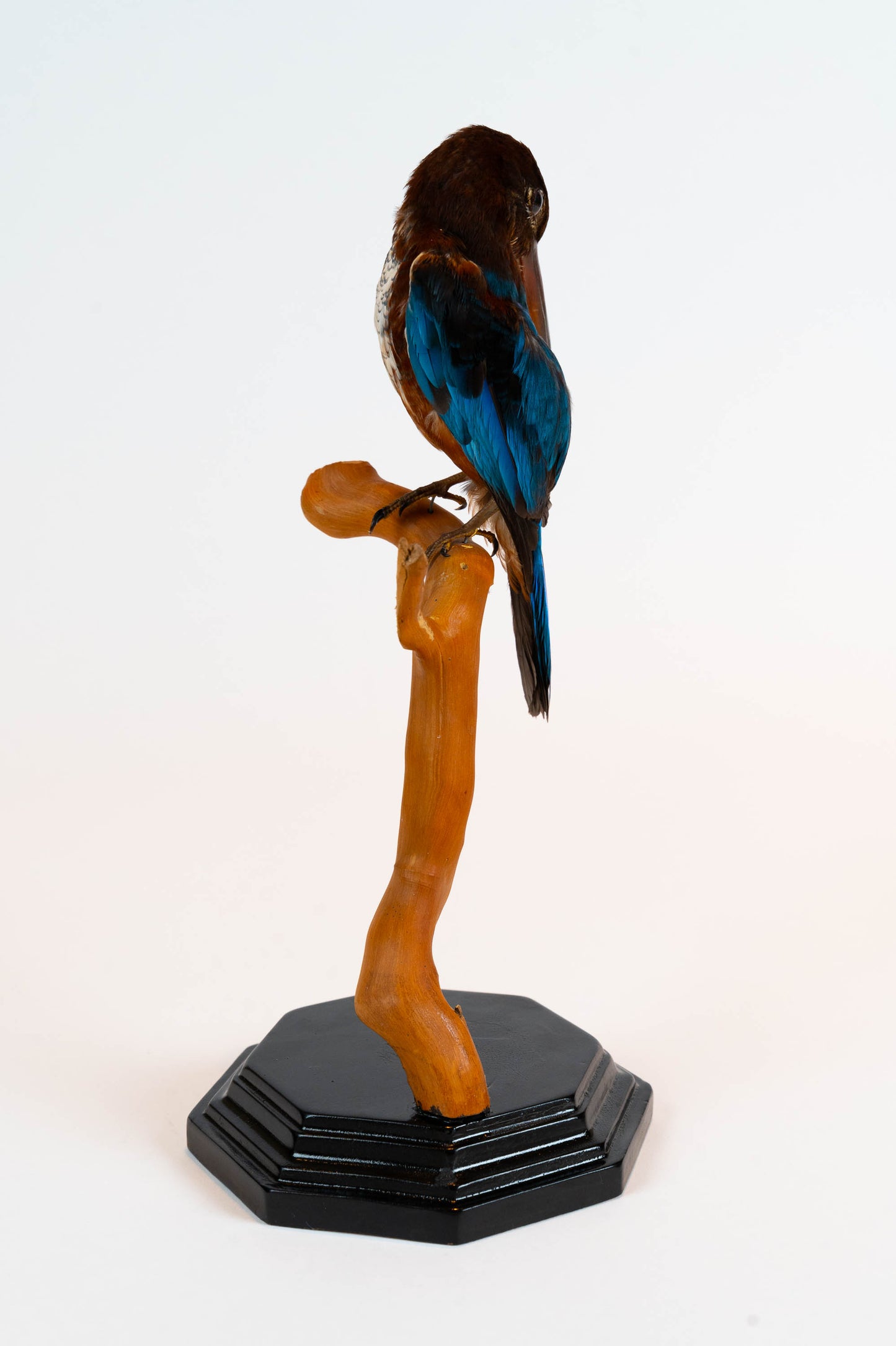 Kingfisher Taxidermy Stand Mount For Sale