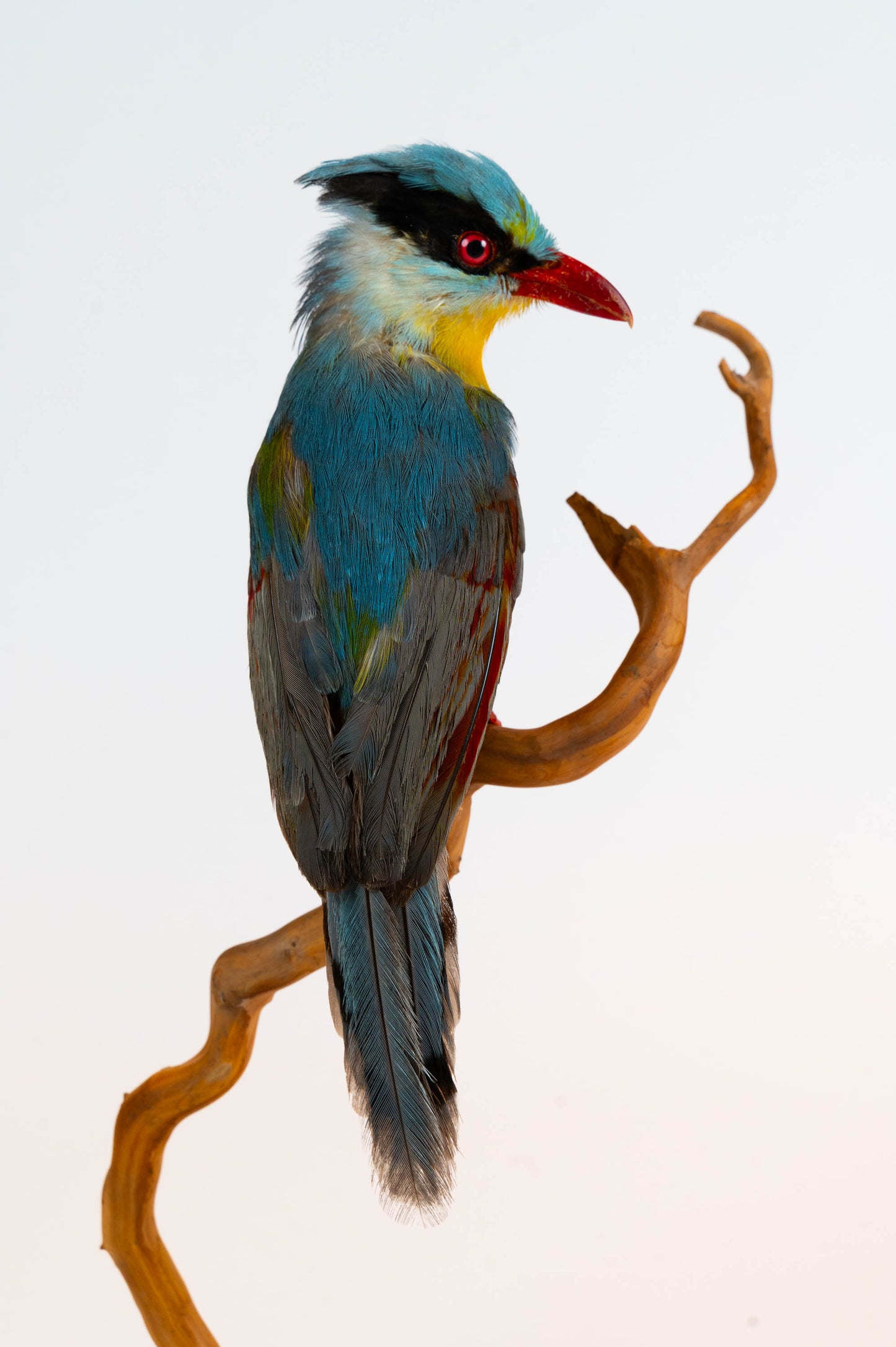 Mésange Charbonnière Empaillée Murale À Vendre