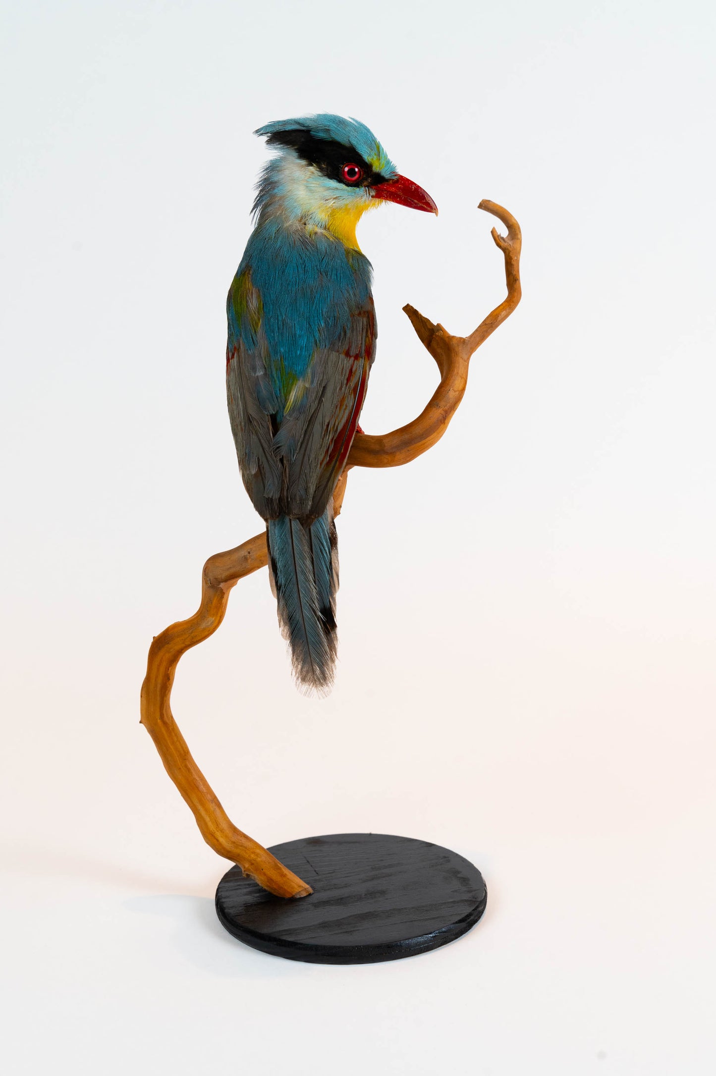 Mésange Charbonnière Empaillée Murale À Vendre