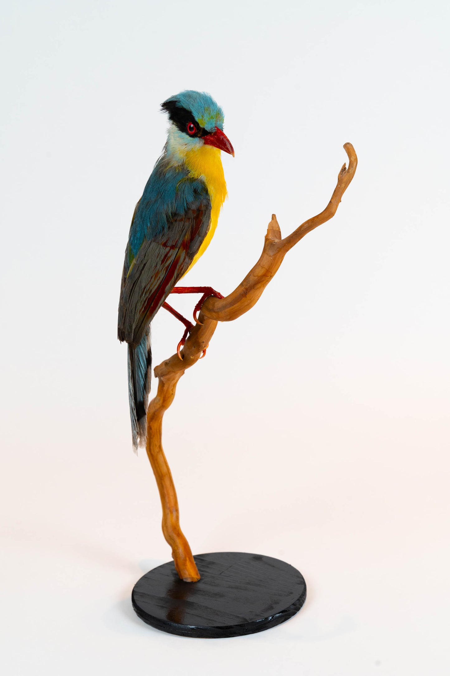 Mésange Charbonnière Empaillée Murale À Vendre