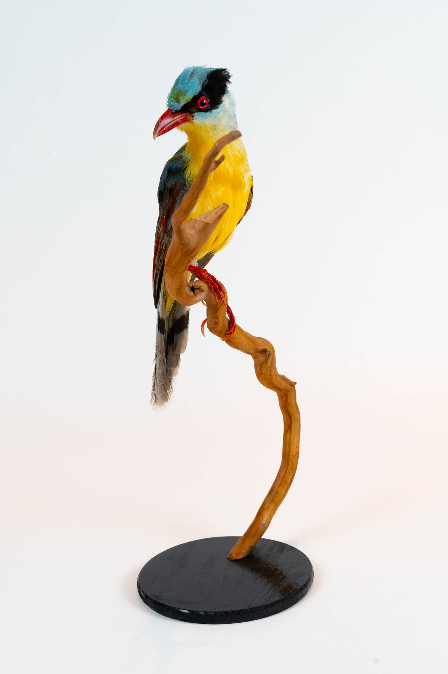 Mésange Charbonnière Empaillée Murale À Vendre