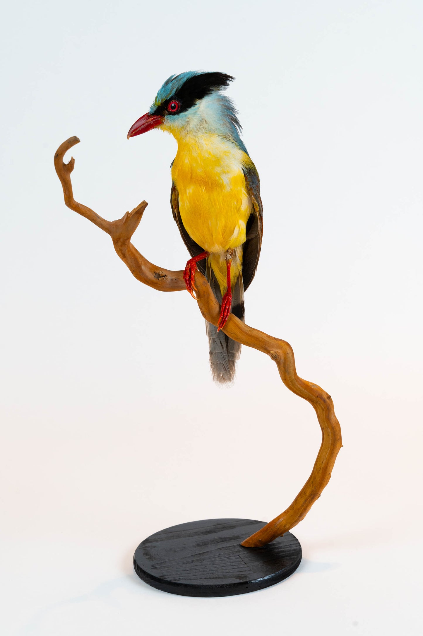 Mésange Charbonnière Empaillée Murale À Vendre
