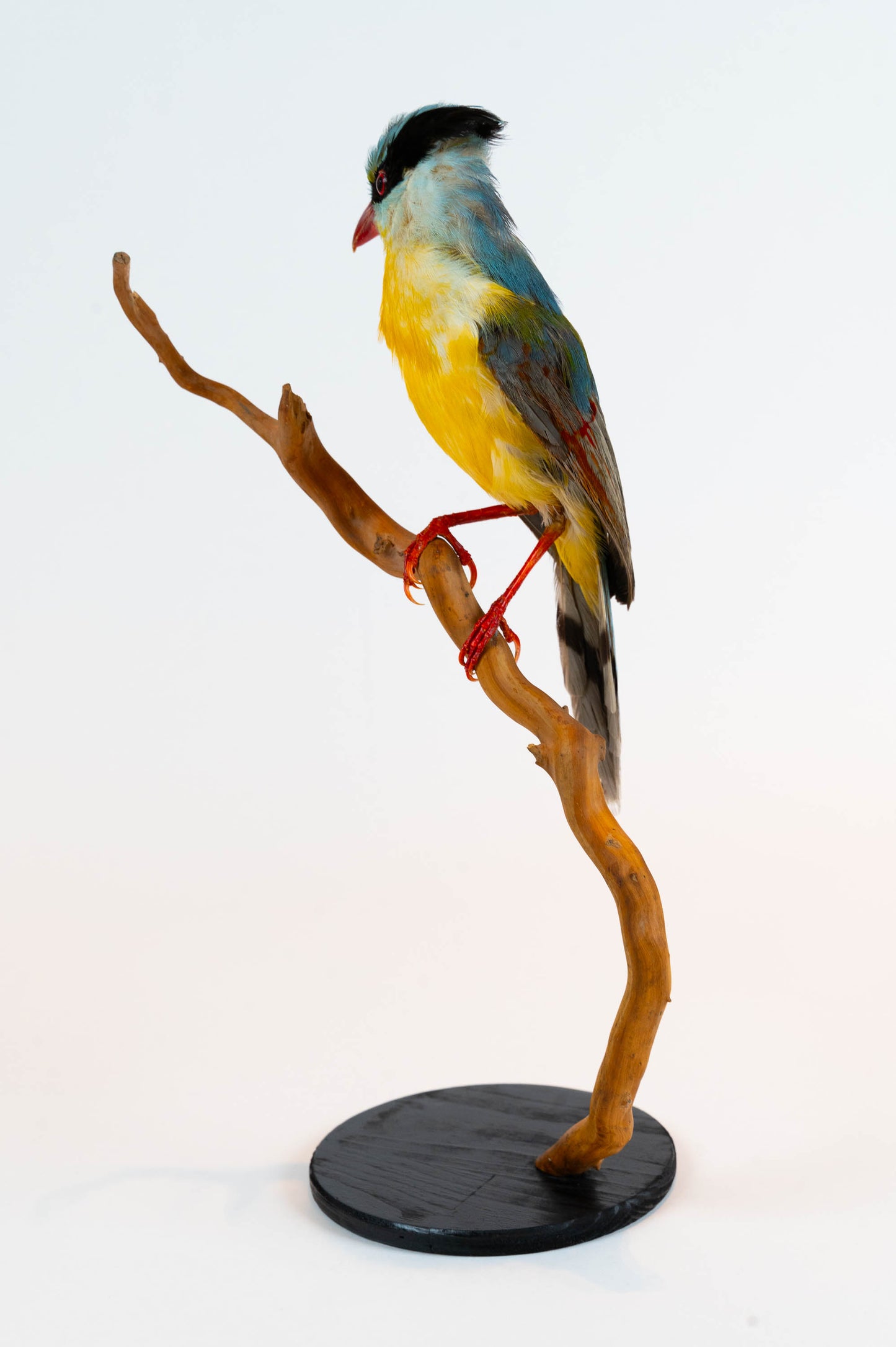 Mésange Charbonnière Empaillée Murale À Vendre
