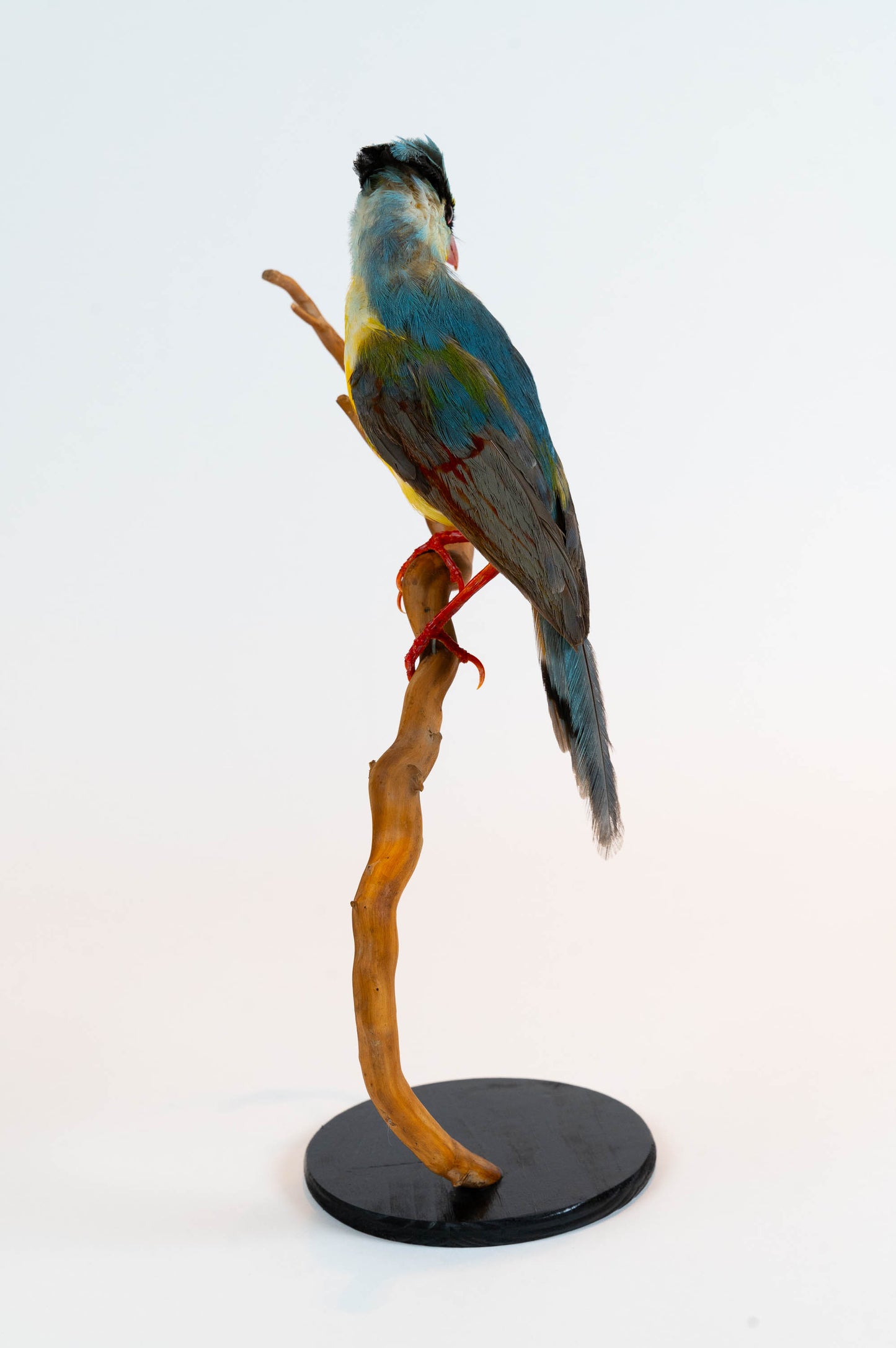 Mésange Charbonnière Empaillée Murale À Vendre