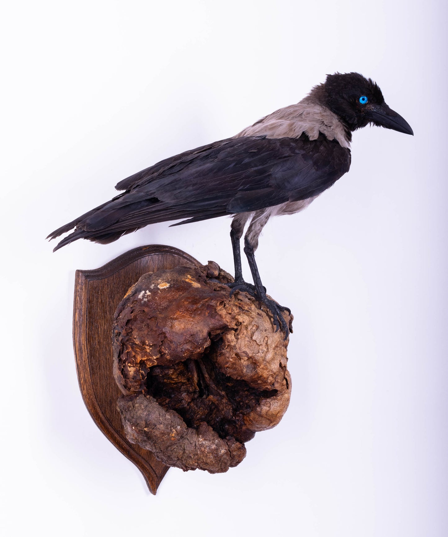 Crow Taxidermy Wall Mount For Sale