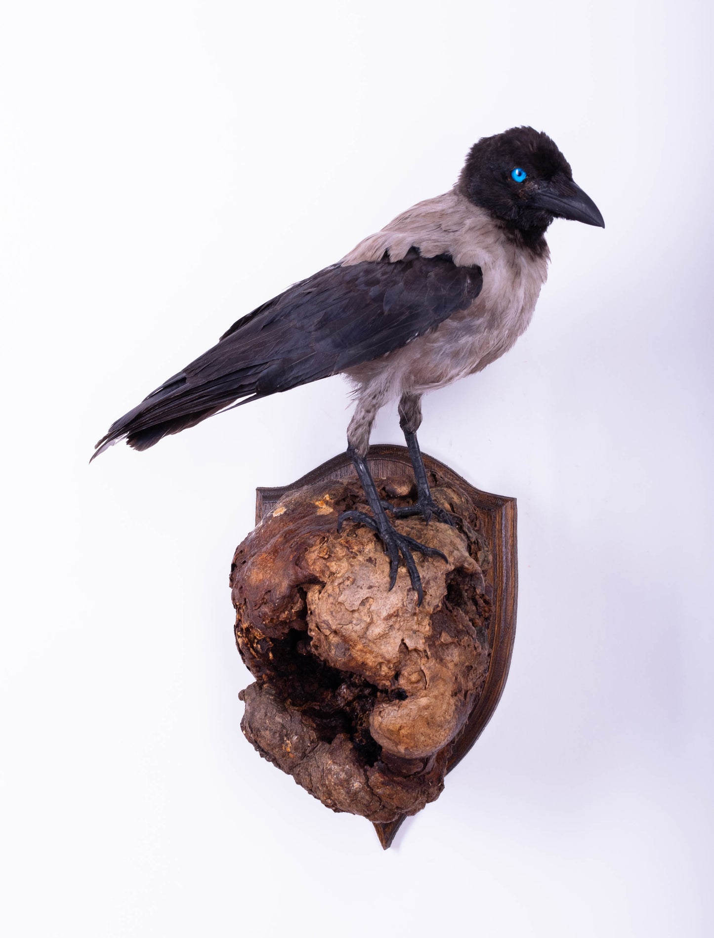 Crow Taxidermy Wall Mount For Sale