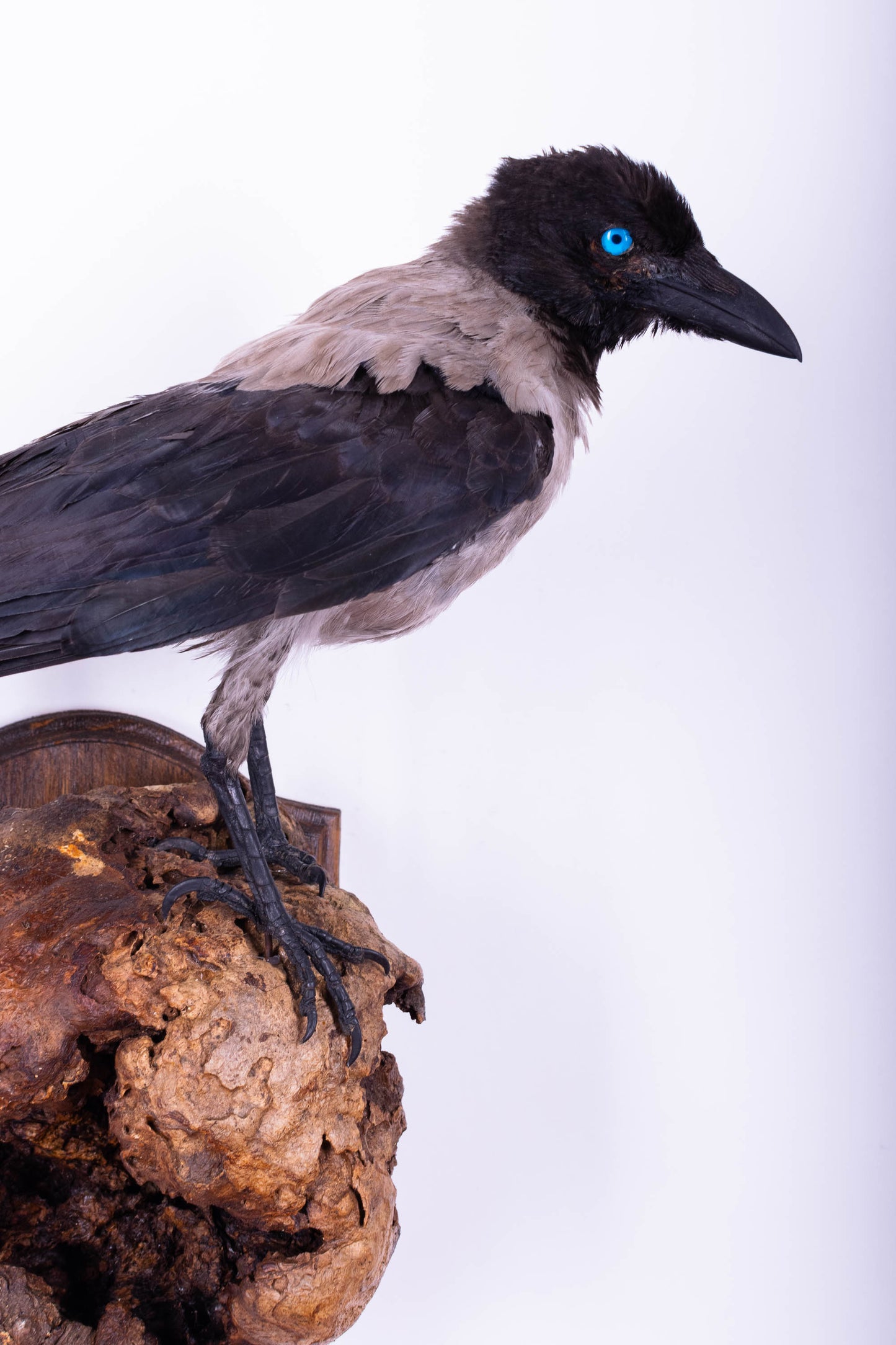Crow Taxidermy Wall Mount For Sale