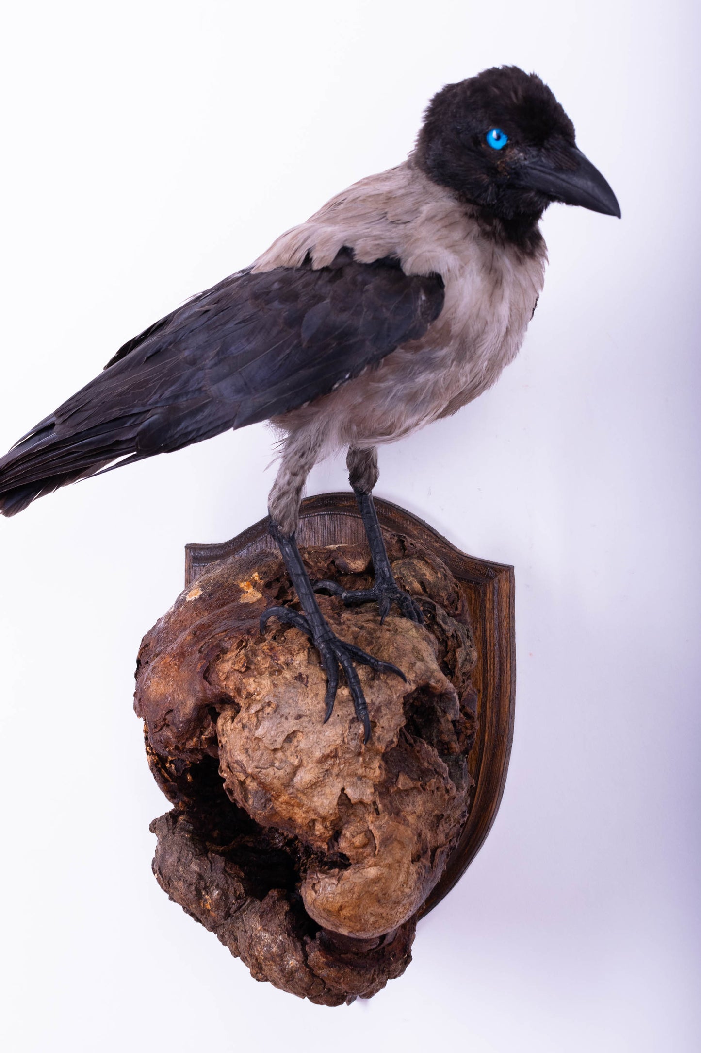 Crow Taxidermy Wall Mount For Sale