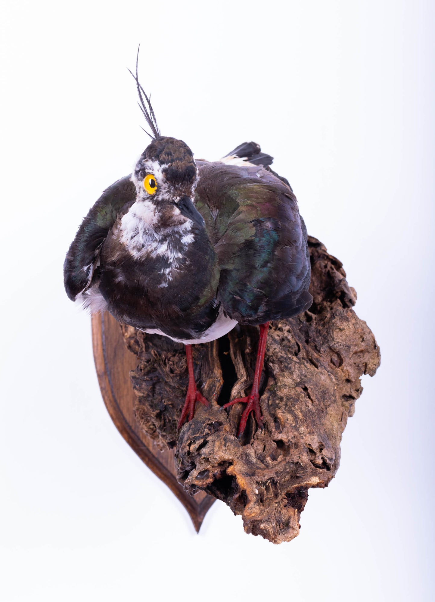 Mésange Charbonnière Empaillée Murale À Vendre