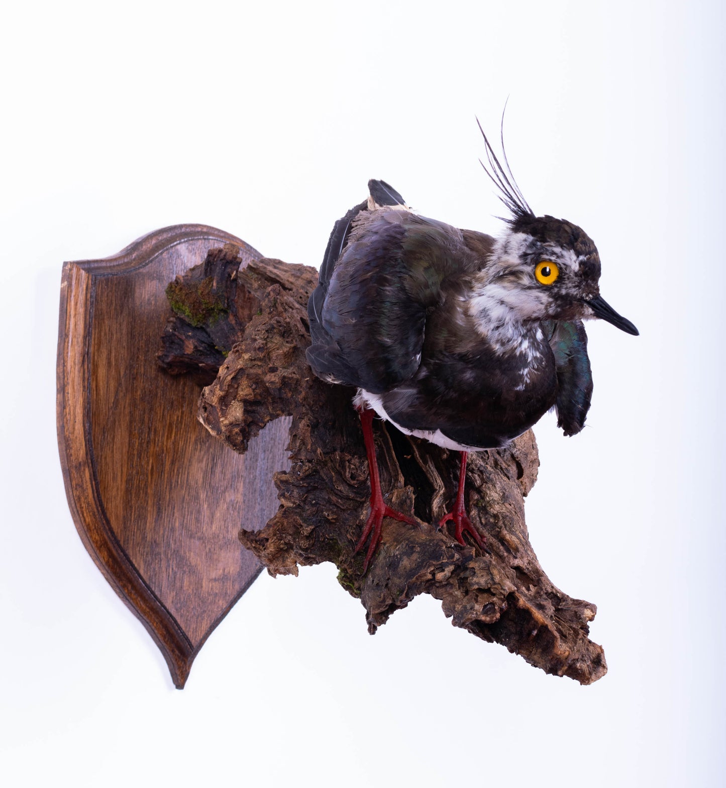 Mésange Charbonnière Empaillée Murale À Vendre