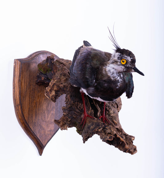 Mésange Charbonnière Empaillée Murale À Vendre