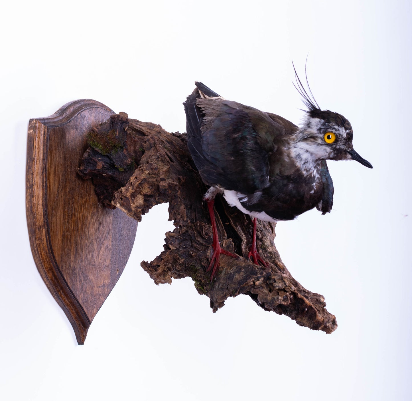 Mésange Charbonnière Empaillée Murale À Vendre