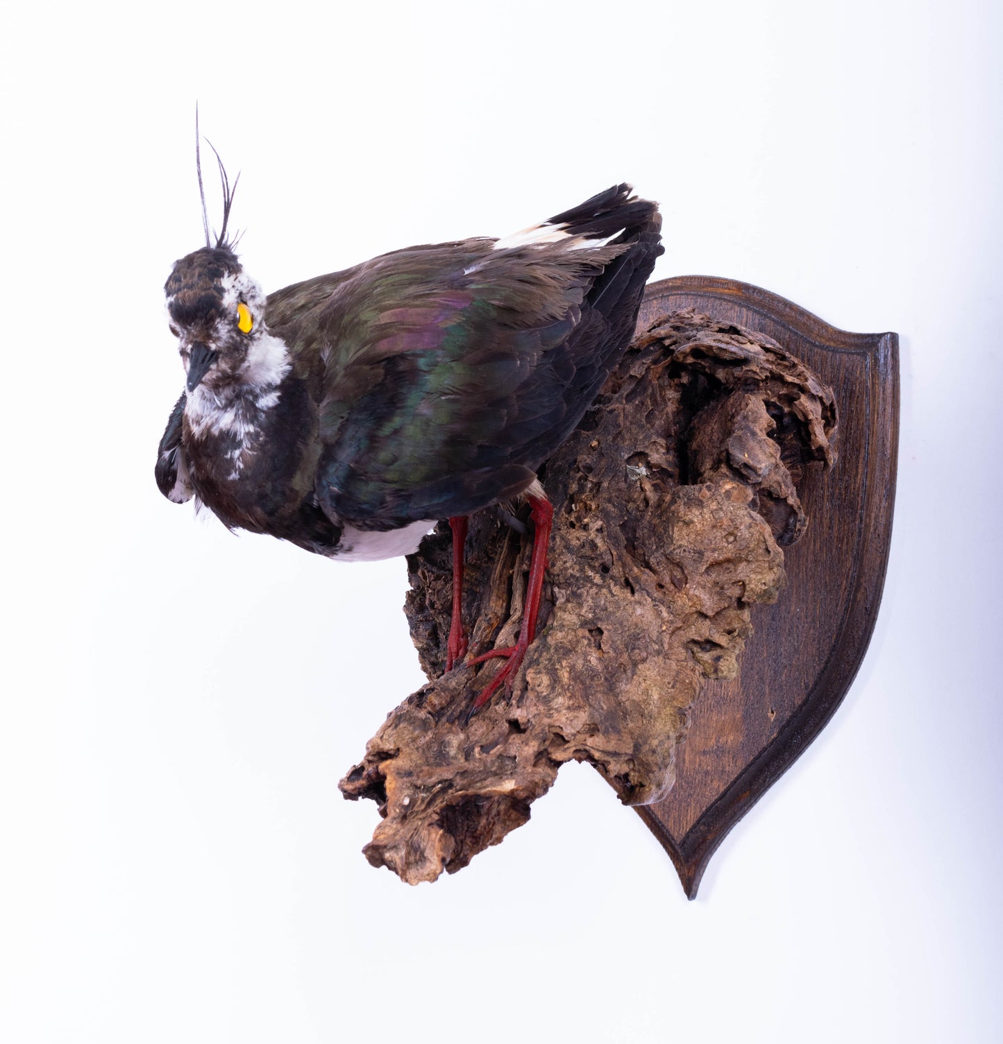 Mésange Charbonnière Empaillée Murale À Vendre