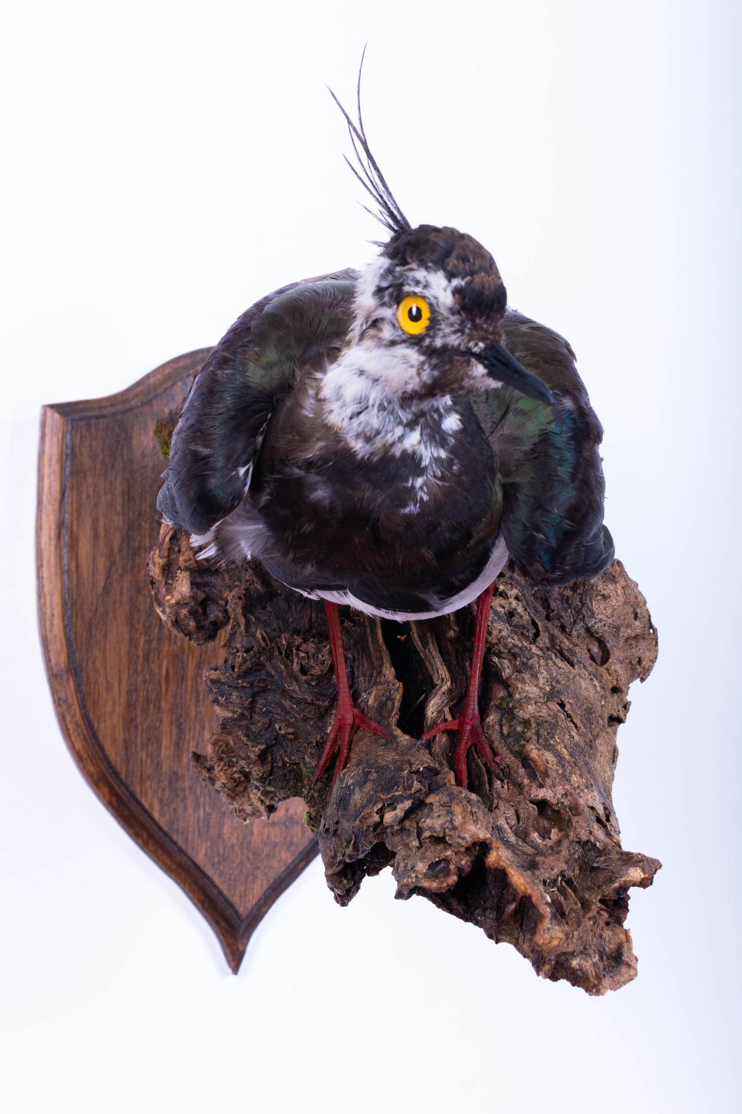 Mésange Charbonnière Empaillée Murale À Vendre