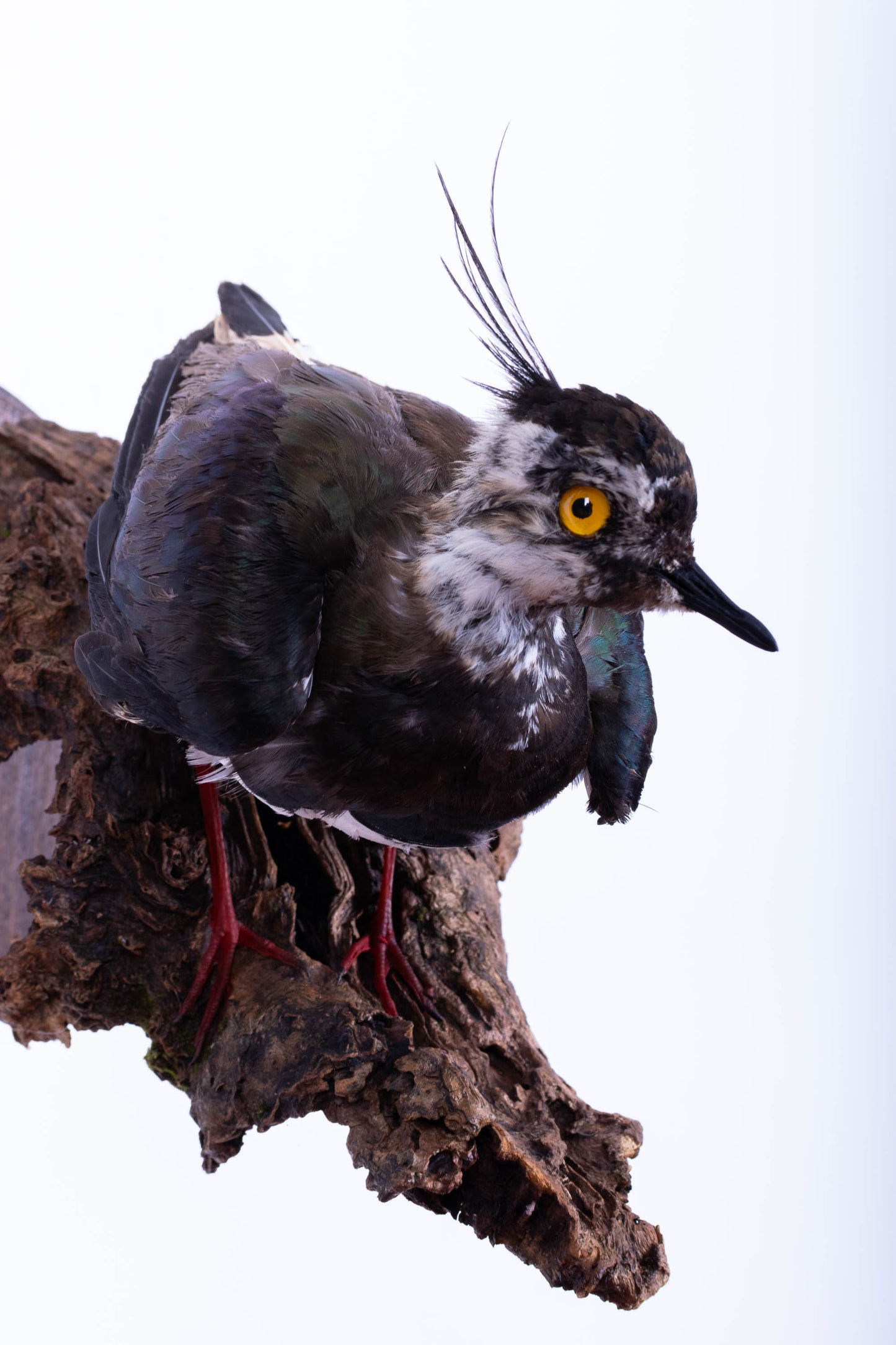 Mésange Charbonnière Empaillée Murale À Vendre