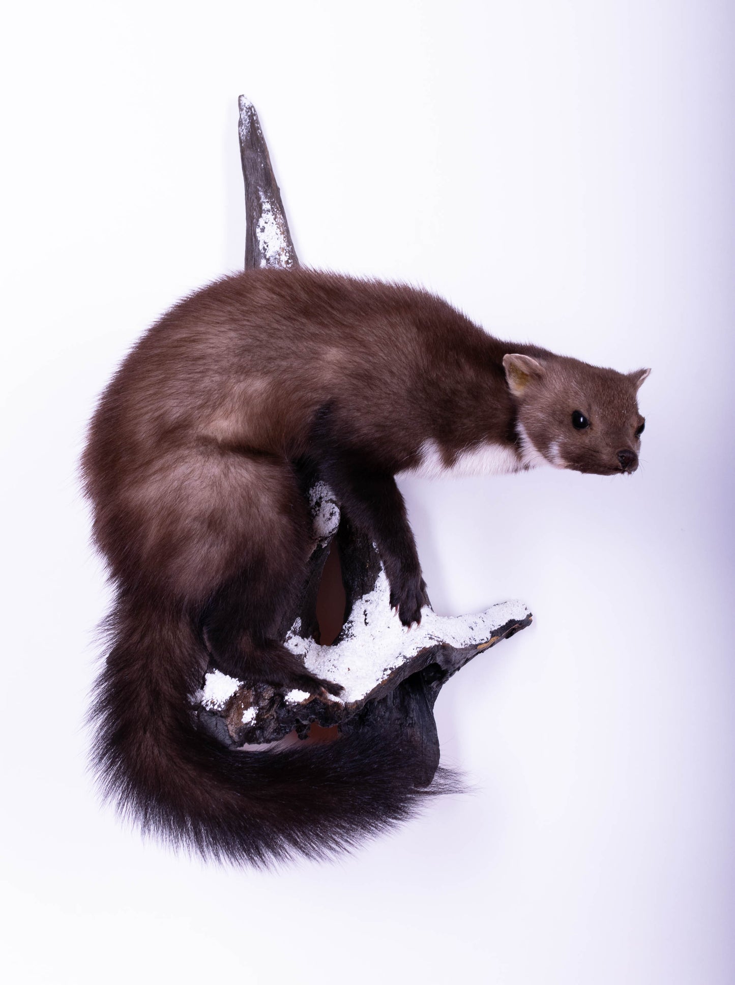 Taxidermie d'écureuil murale à vendre