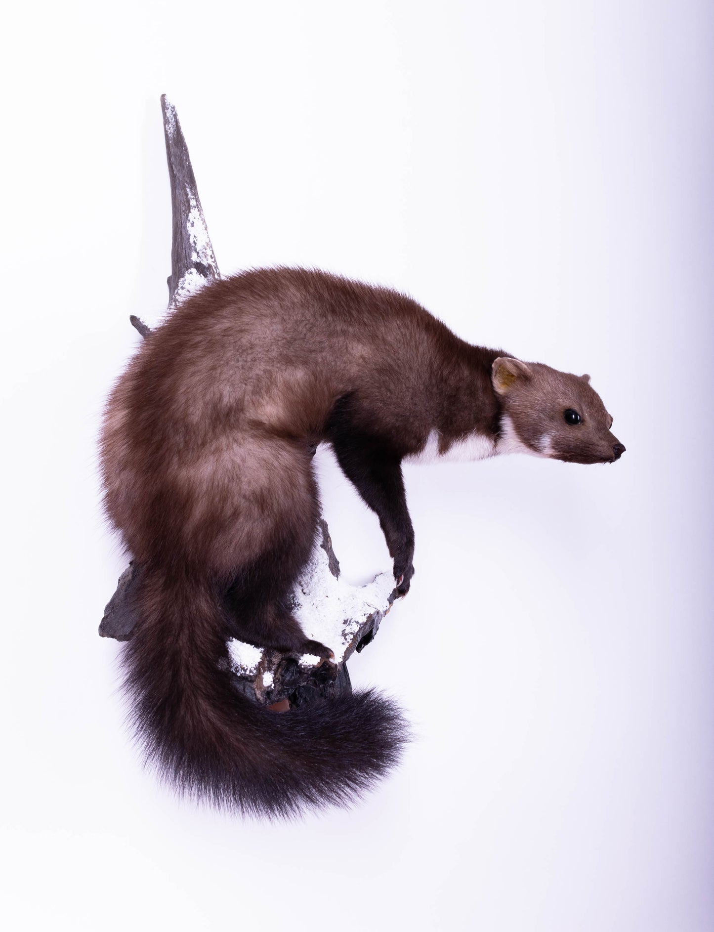 Taxidermie d'écureuil murale à vendre