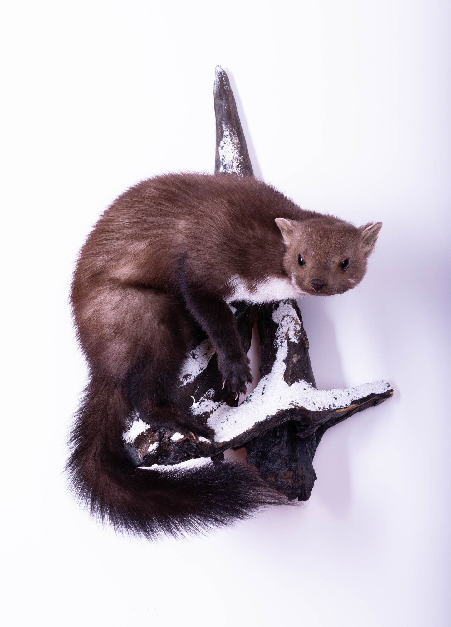 Taxidermie d'écureuil murale à vendre