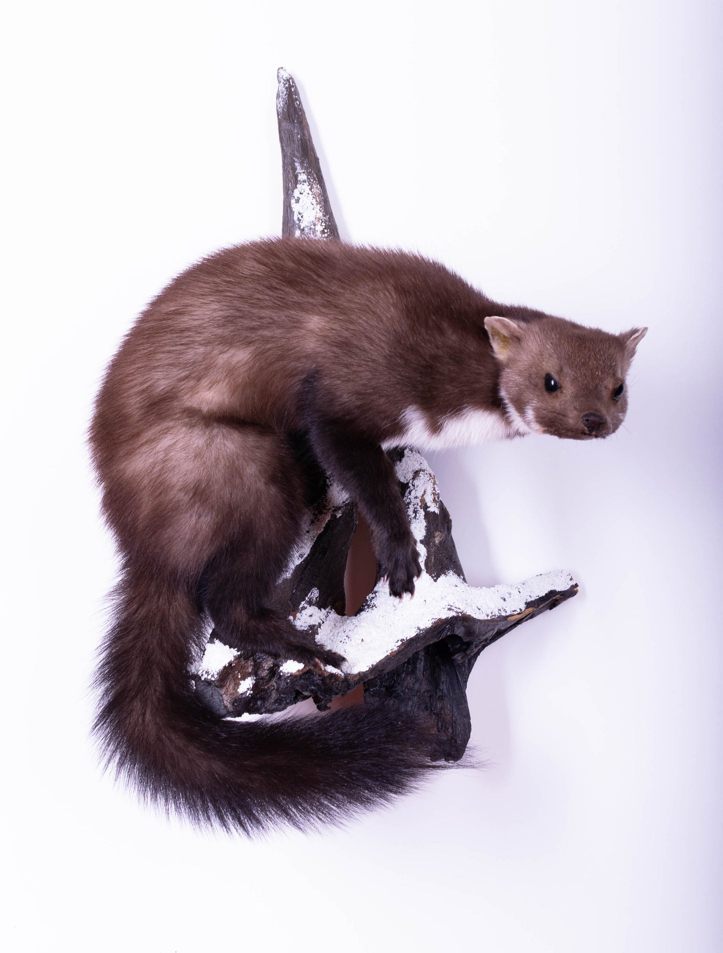 Taxidermie d'écureuil murale à vendre