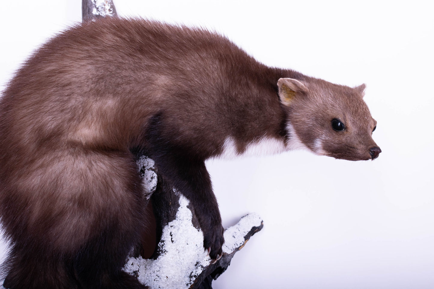 Taxidermie d'écureuil murale à vendre