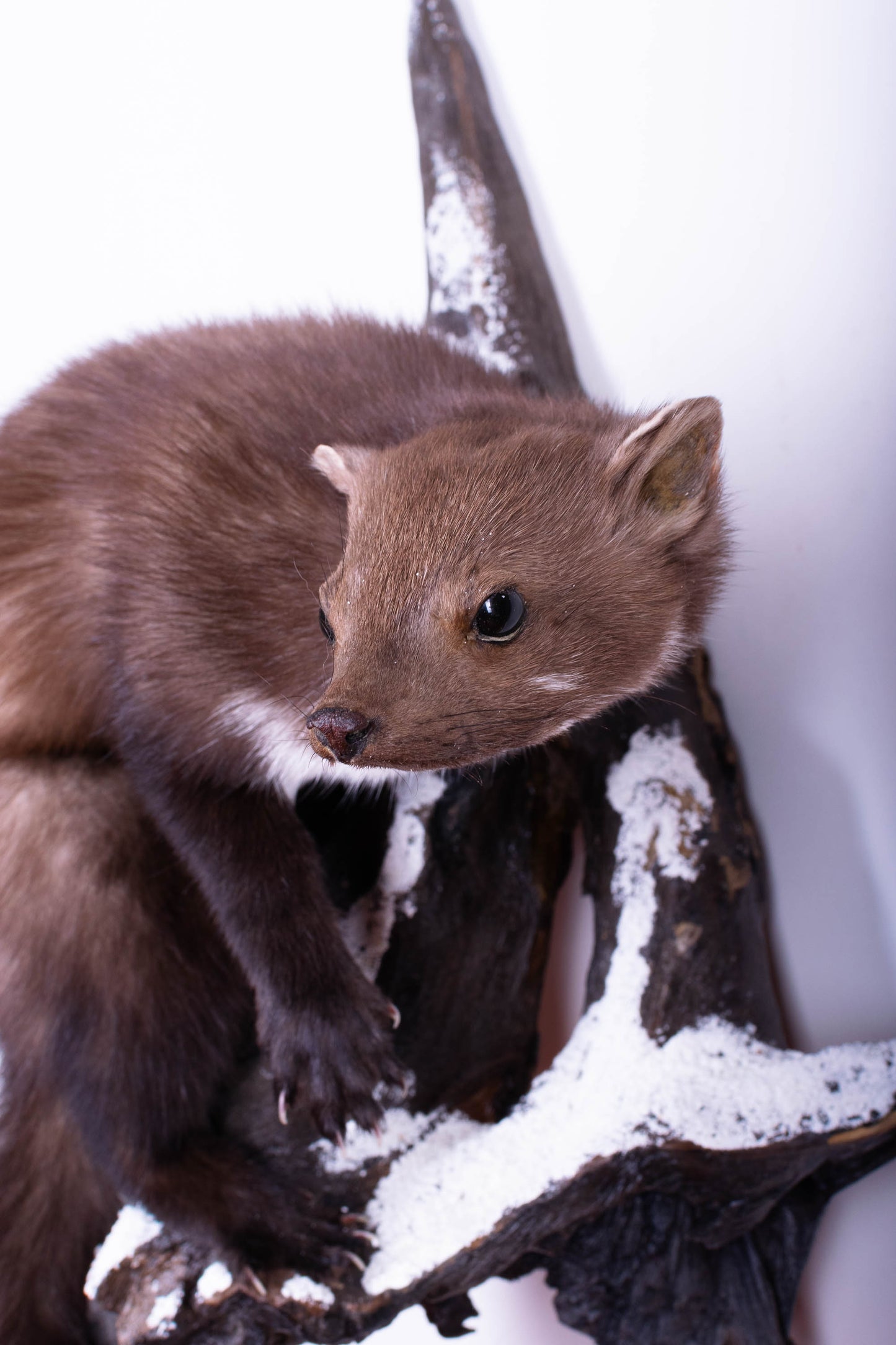 Taxidermie d'écureuil murale à vendre