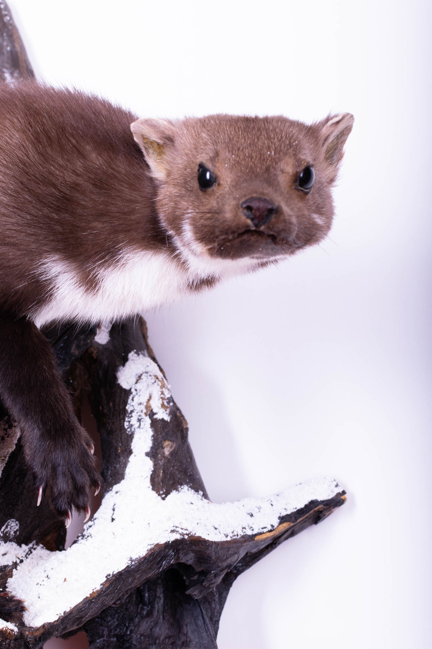 Taxidermie d'écureuil murale à vendre