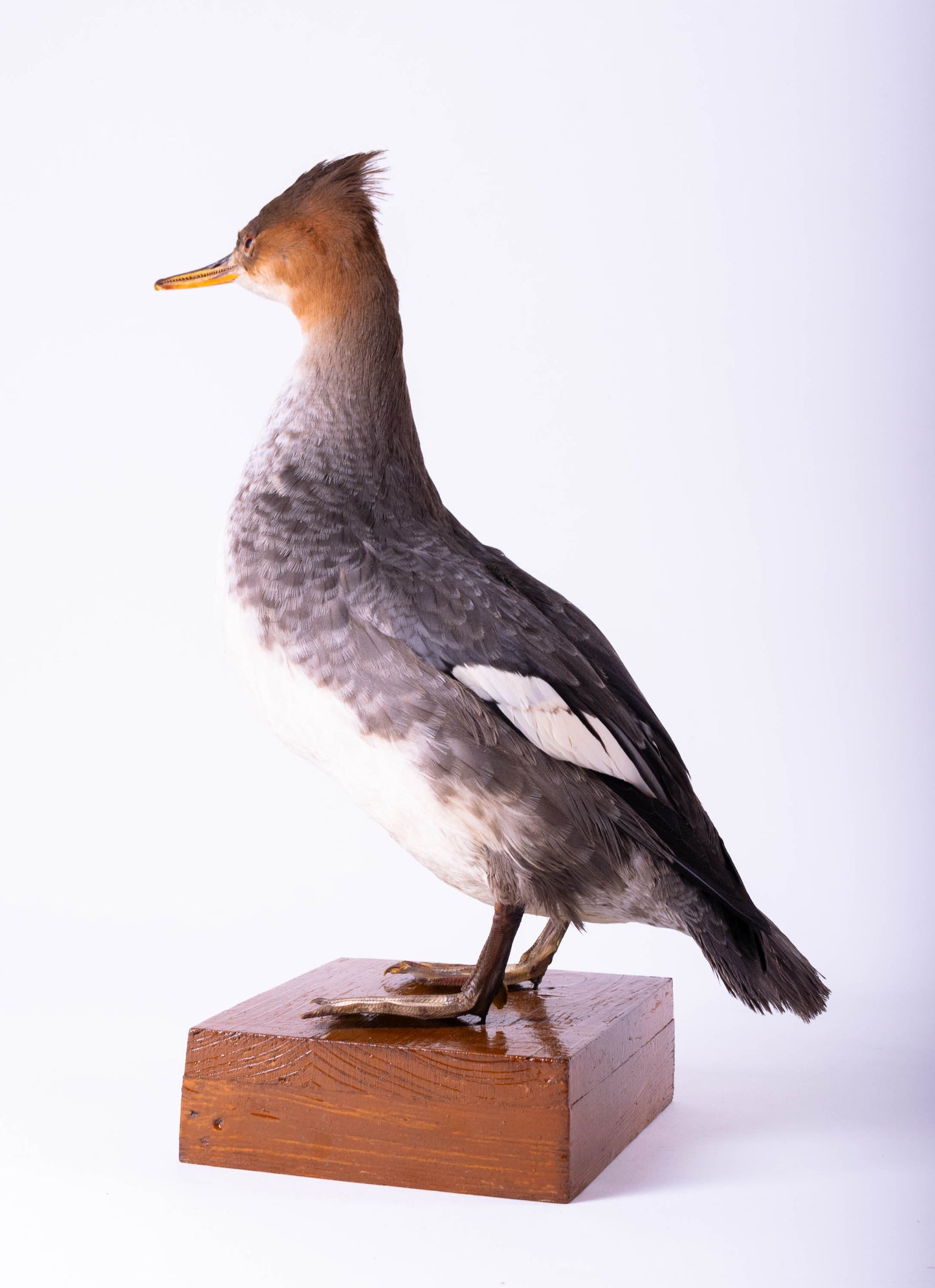 Merganser Taxidermy Stand Mount For Sale