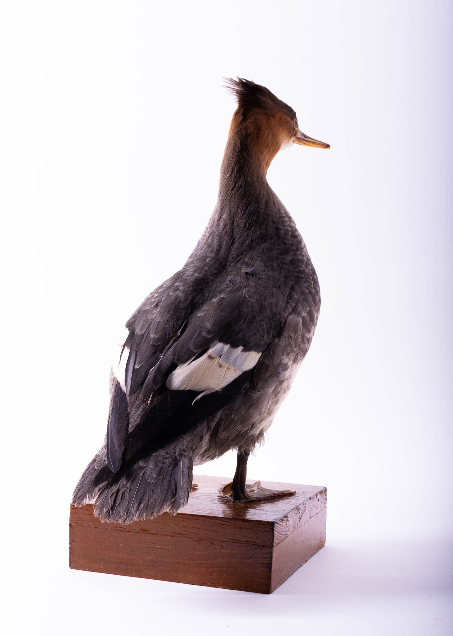 Merganser Taxidermy Stand Mount For Sale