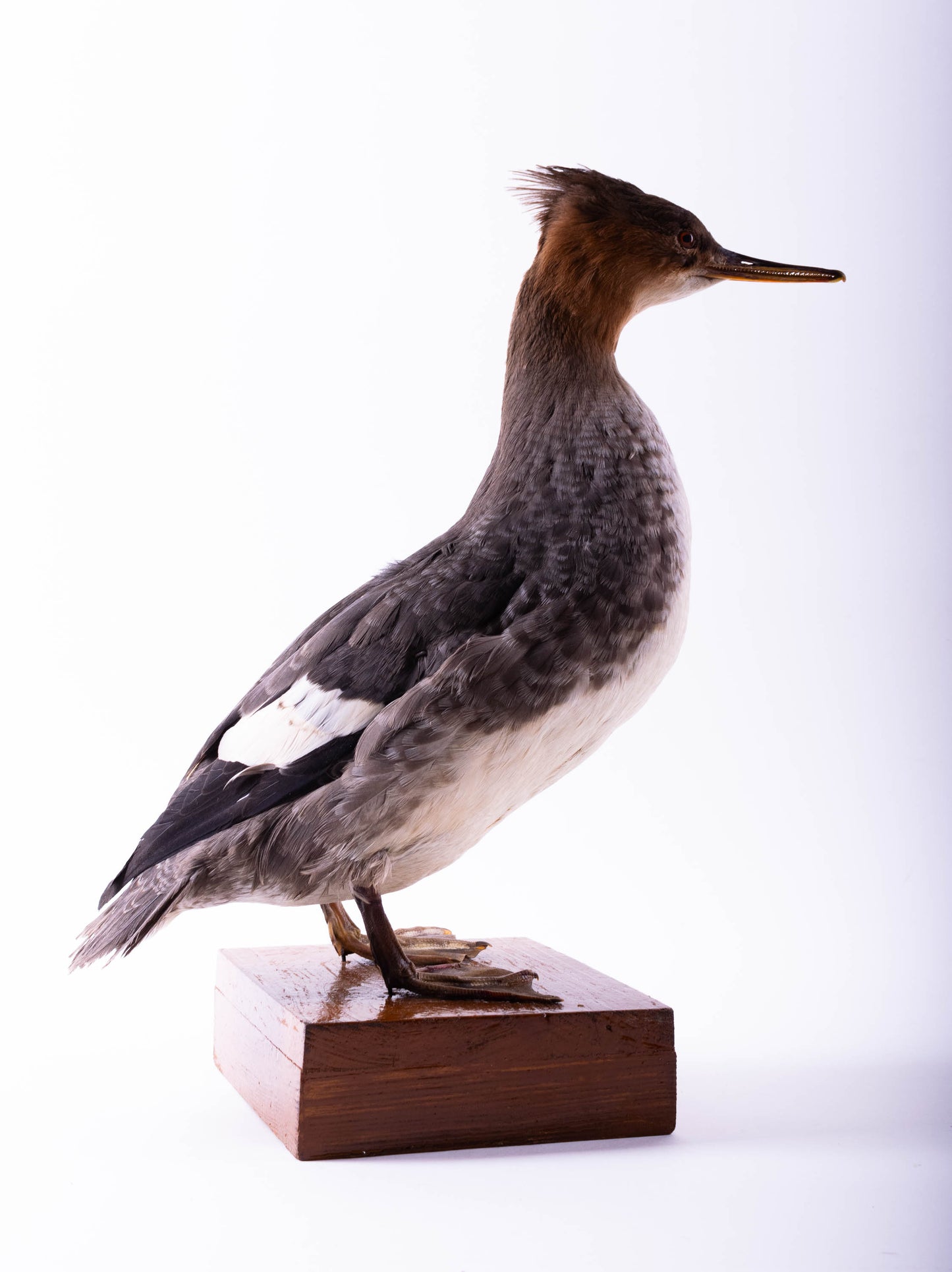 Merganser Taxidermy Stand Mount For Sale