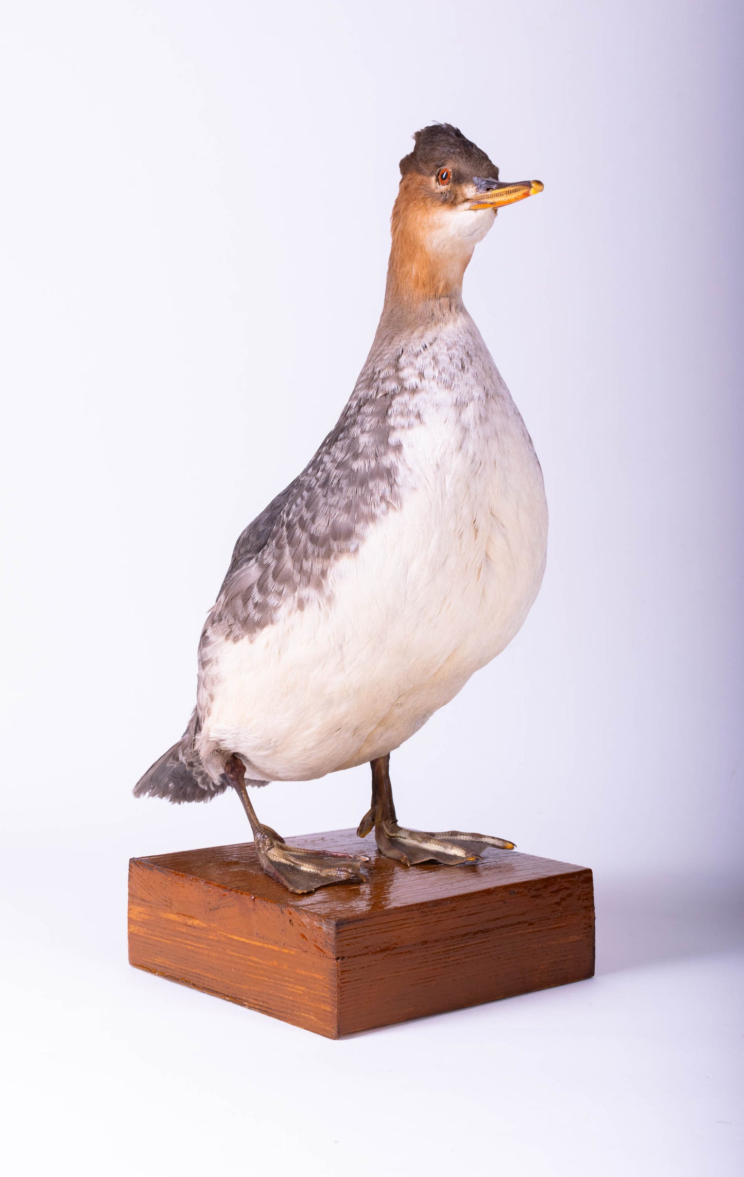 Merganser Taxidermy Stand Mount For Sale