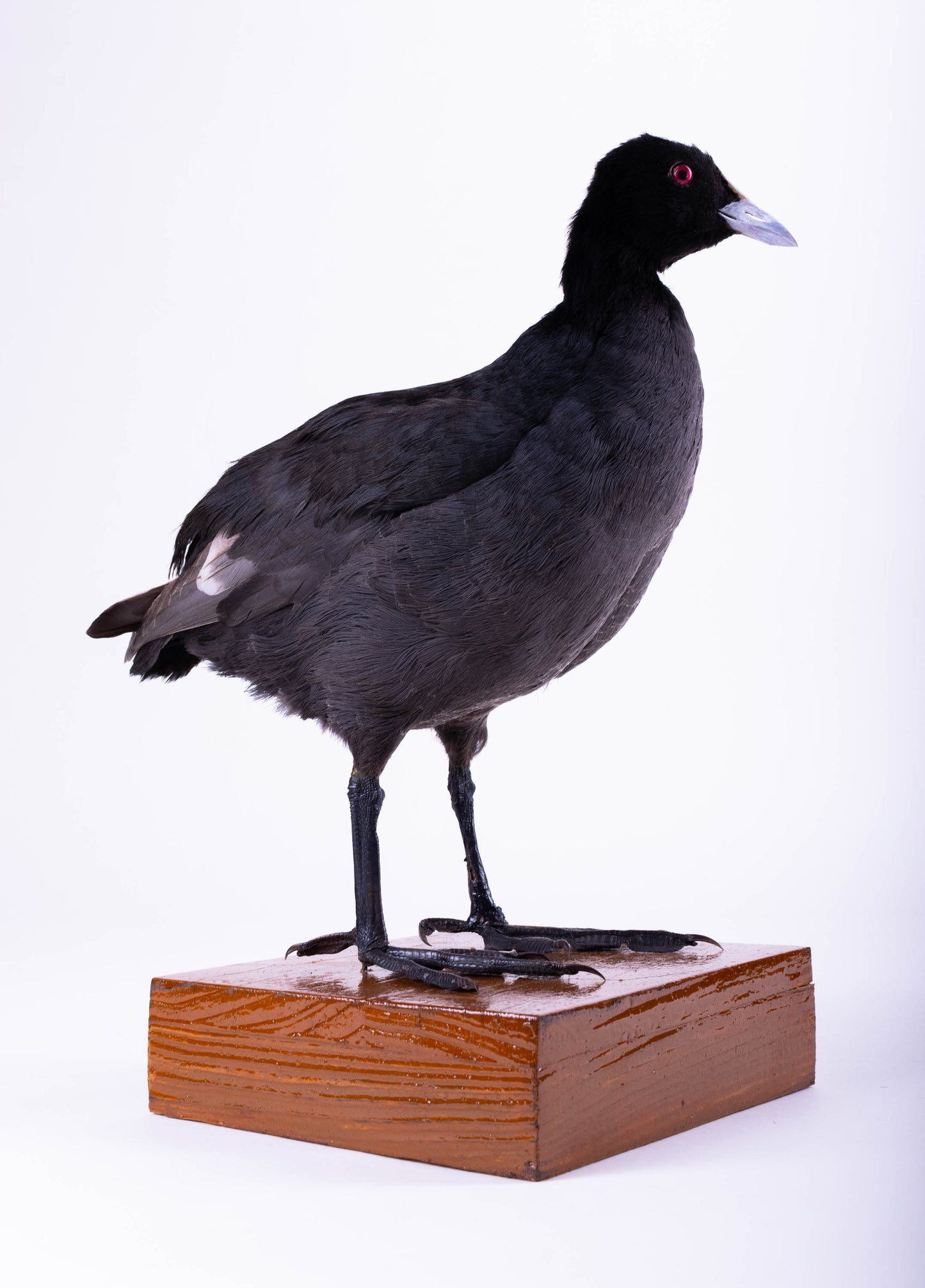 Australian Coot Taxidermy Stand Mount For Sale