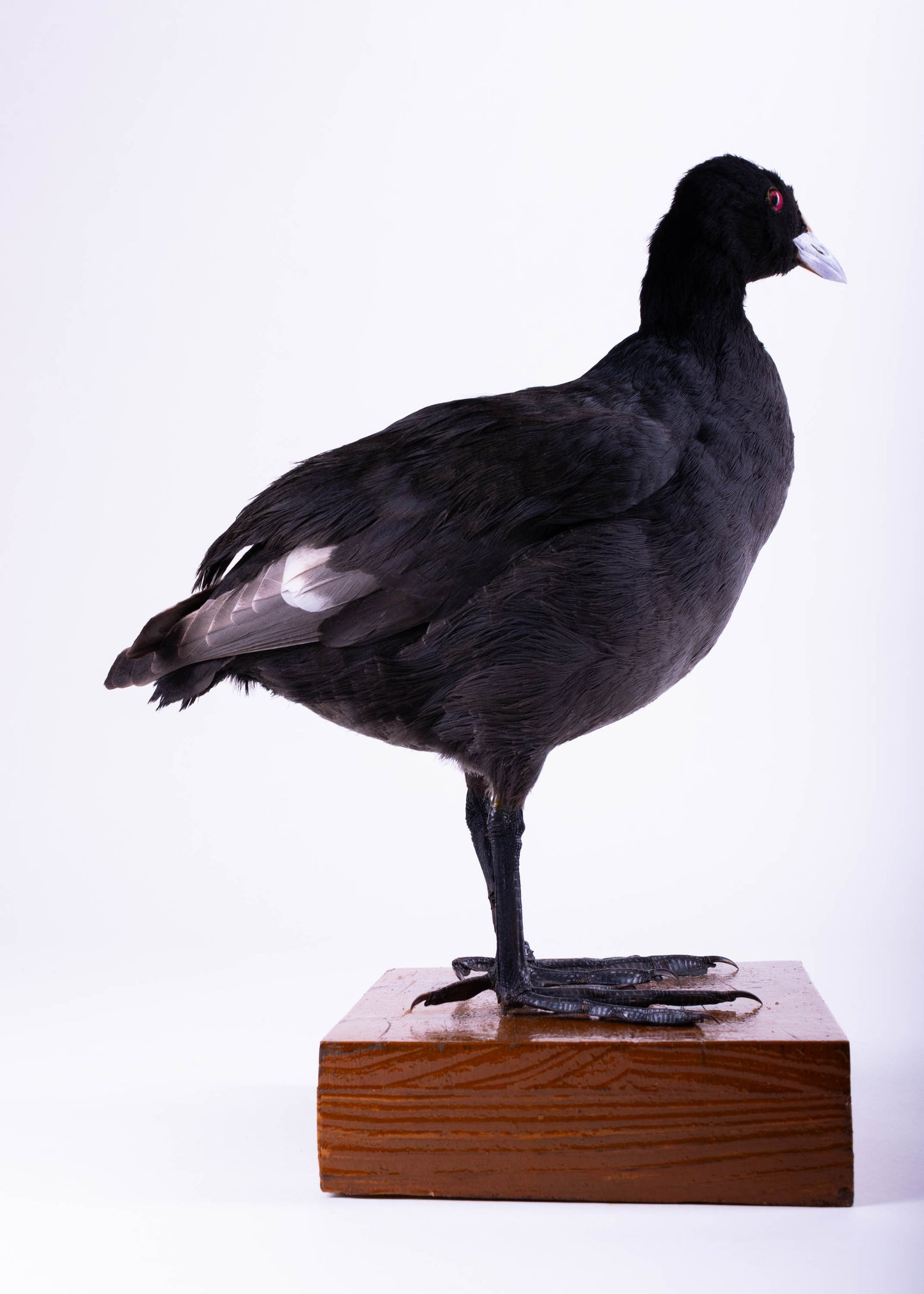 Australian Coot Taxidermy Stand Mount For Sale
