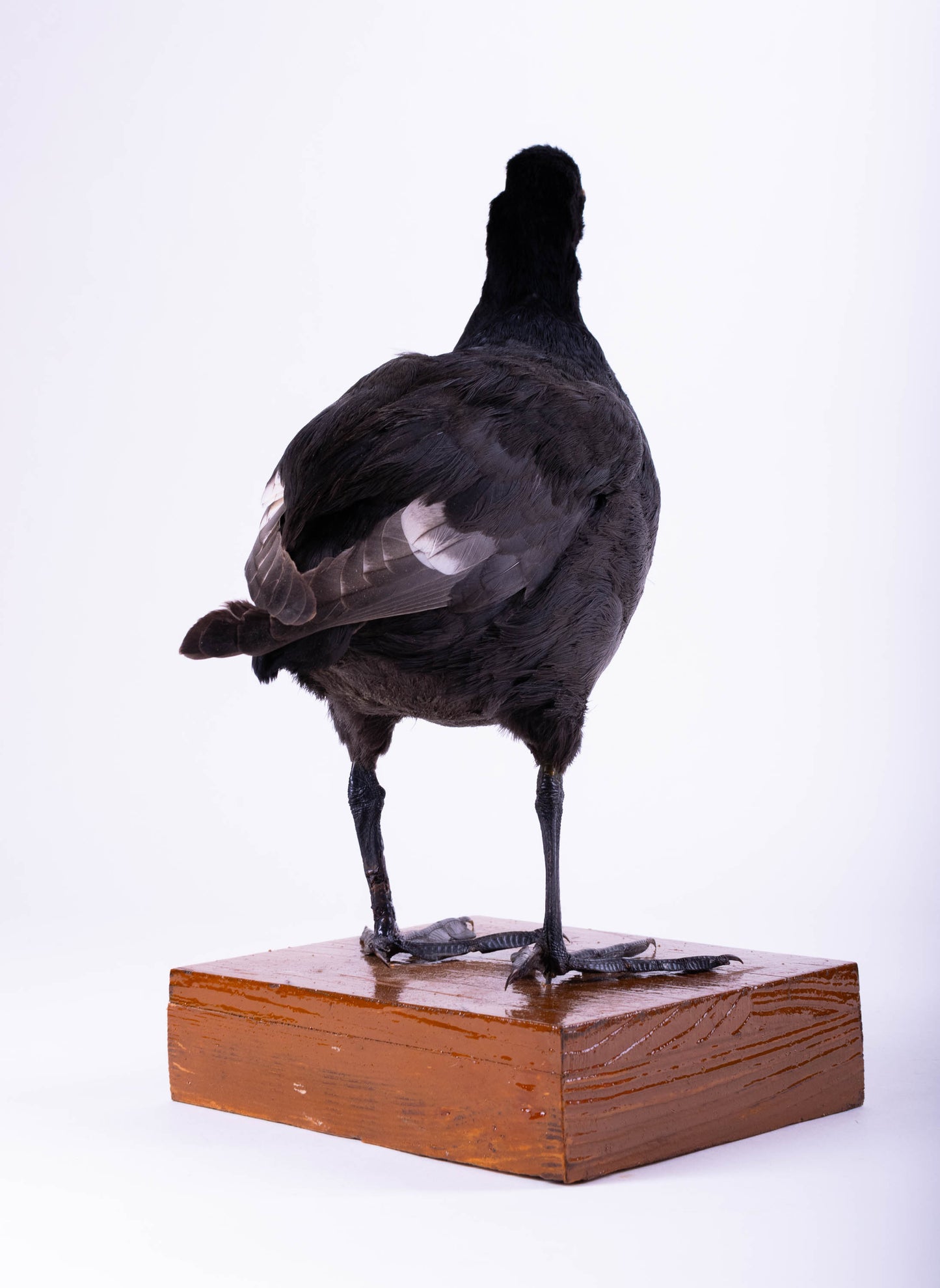 Australian Coot Taxidermy Stand Mount For Sale