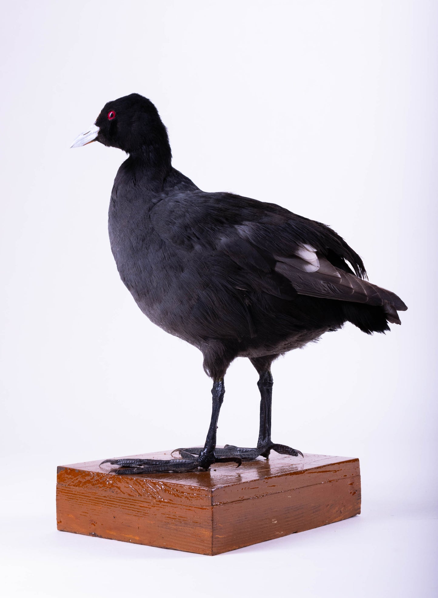 Australian Coot Taxidermy Stand Mount For Sale