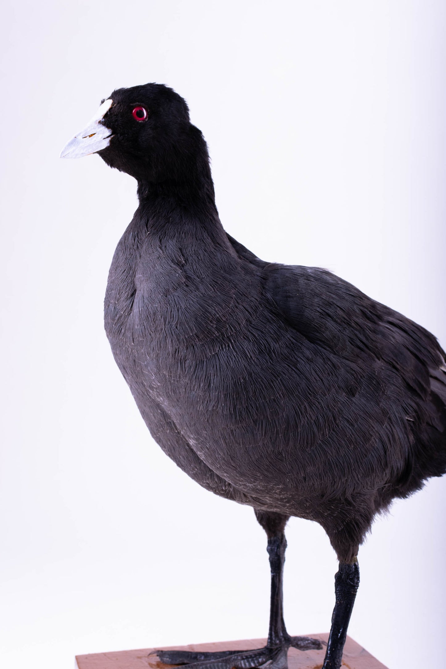 Australian Coot Taxidermy Stand Mount For Sale
