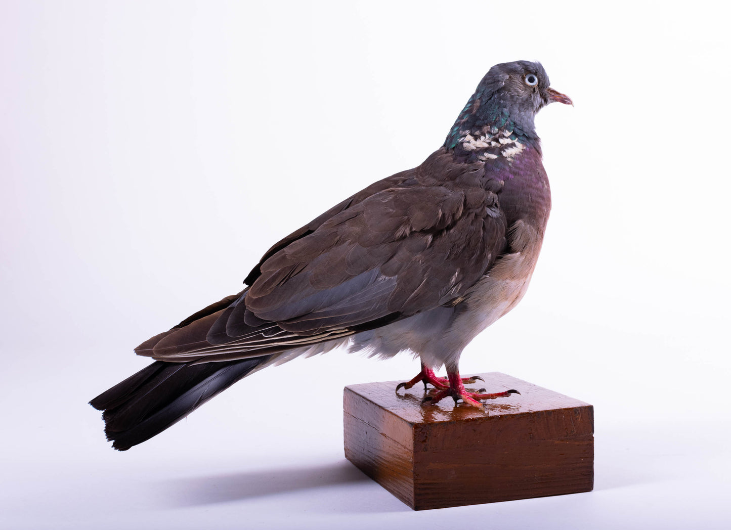 Wood Pigeon Taxidermy Standing Mount For Sale