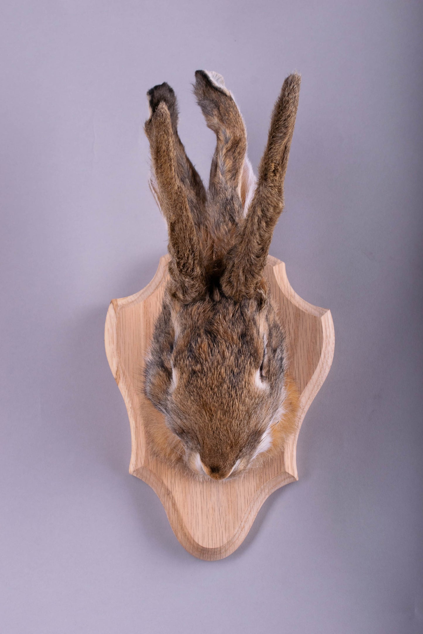 Taxidermie d'écureuil murale à vendre