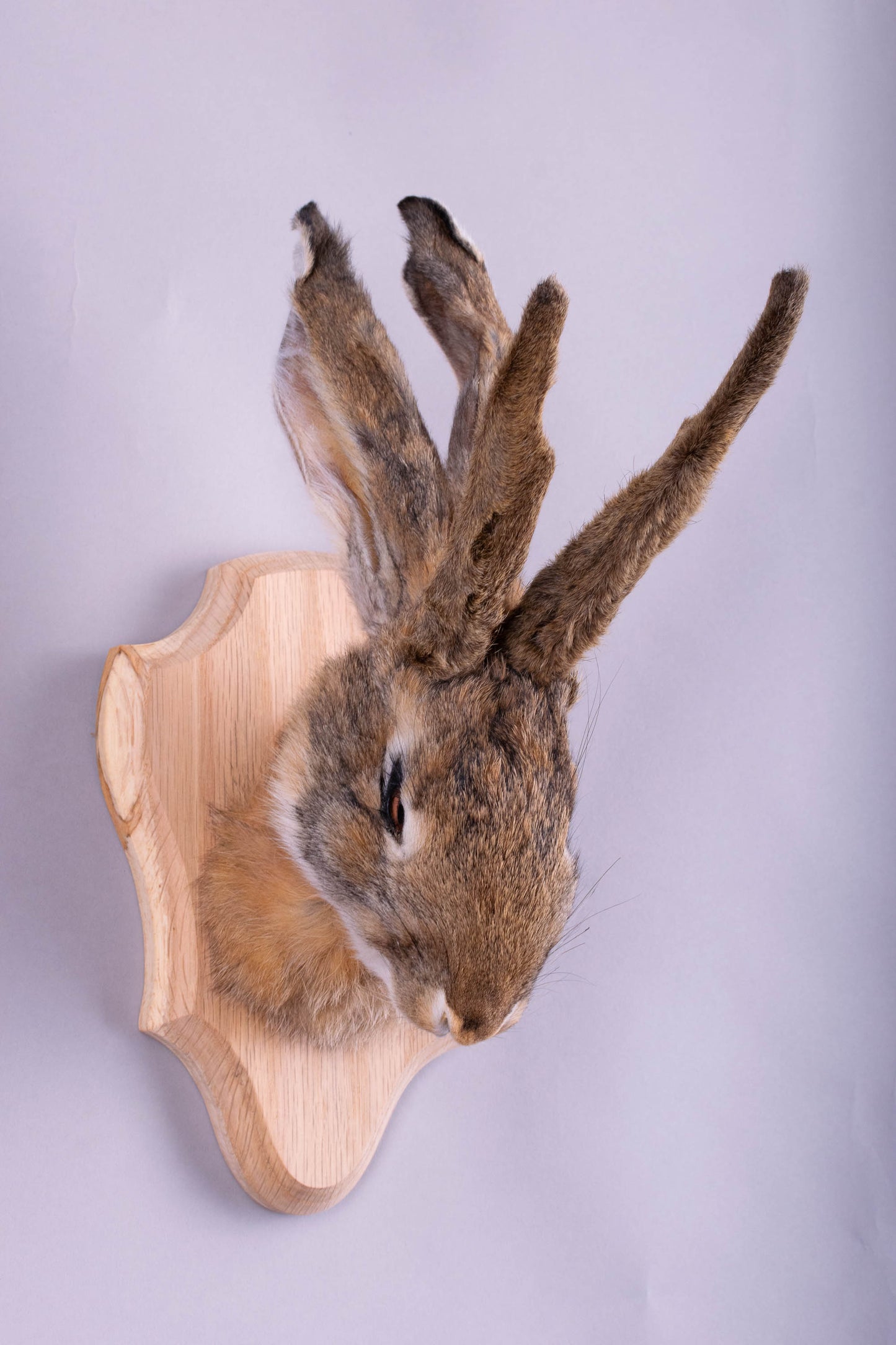 Taxidermie d'écureuil murale à vendre