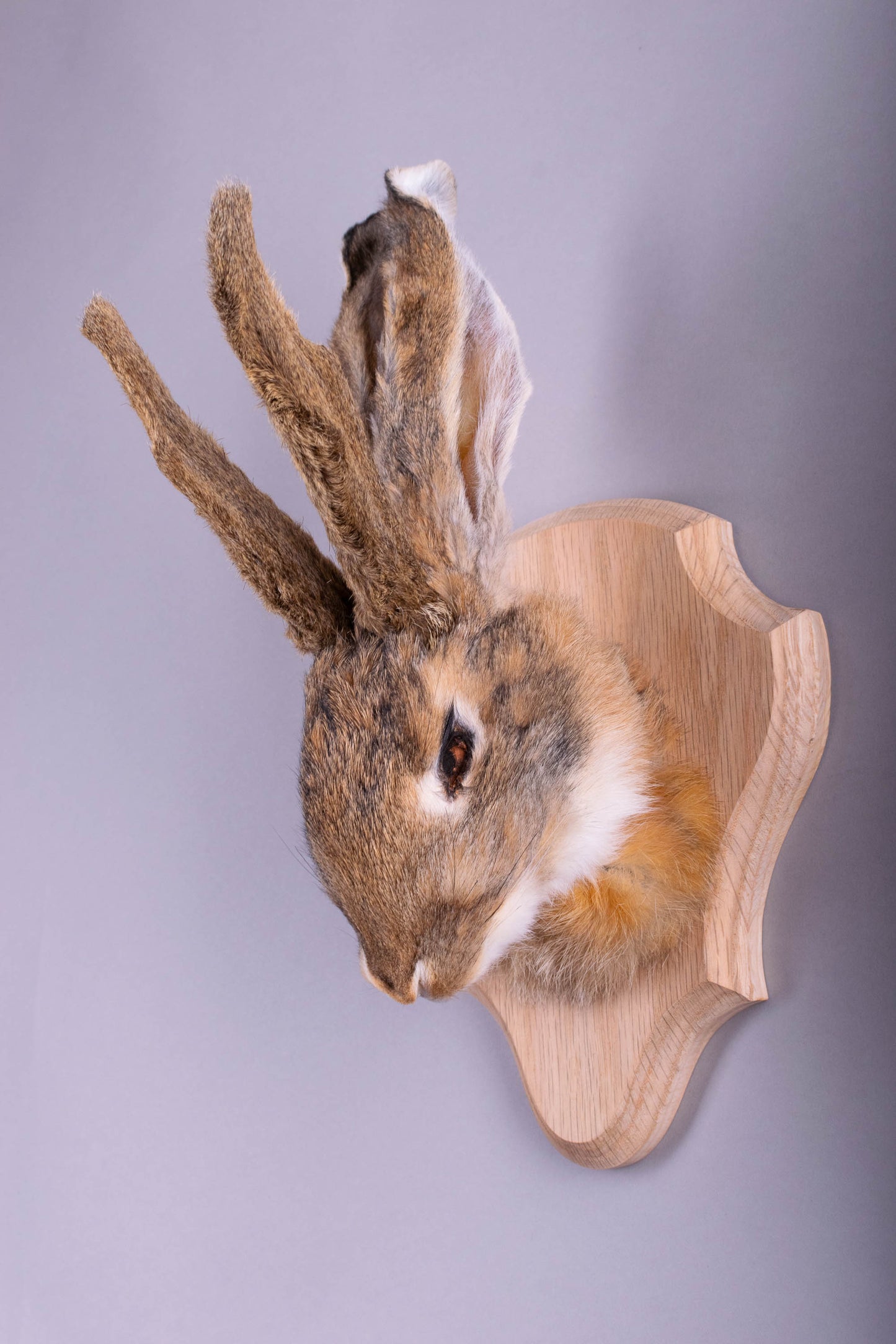 Taxidermie d'écureuil murale à vendre
