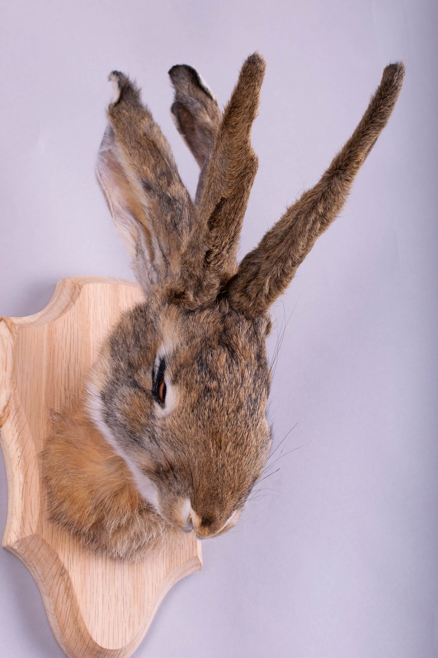 Taxidermie d'écureuil murale à vendre
