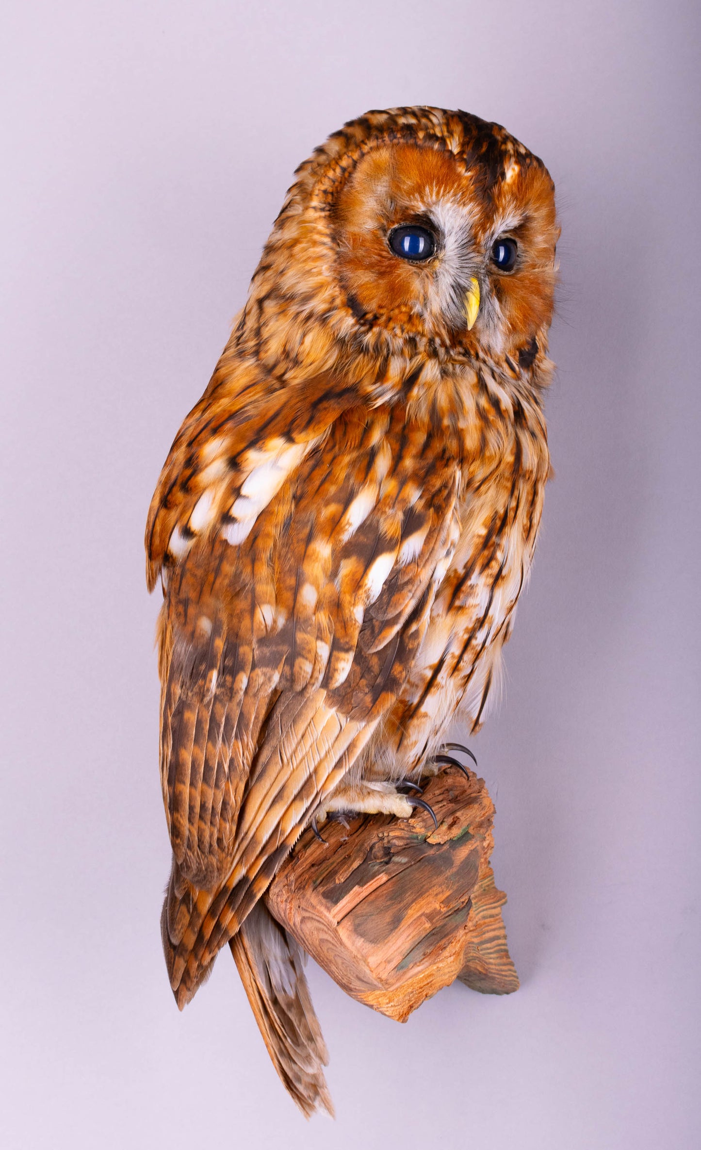 Tawny Owl Taxidermy Wall Mount For Sale