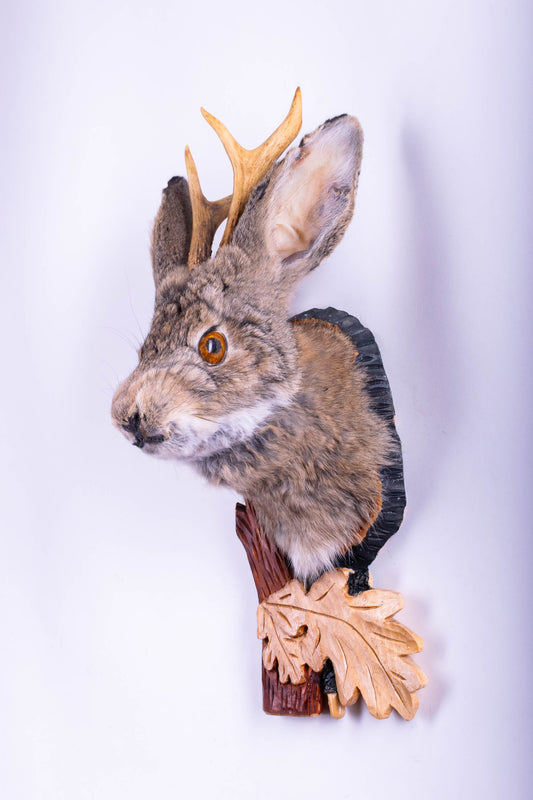 Taxidermie d'écureuil murale à vendre