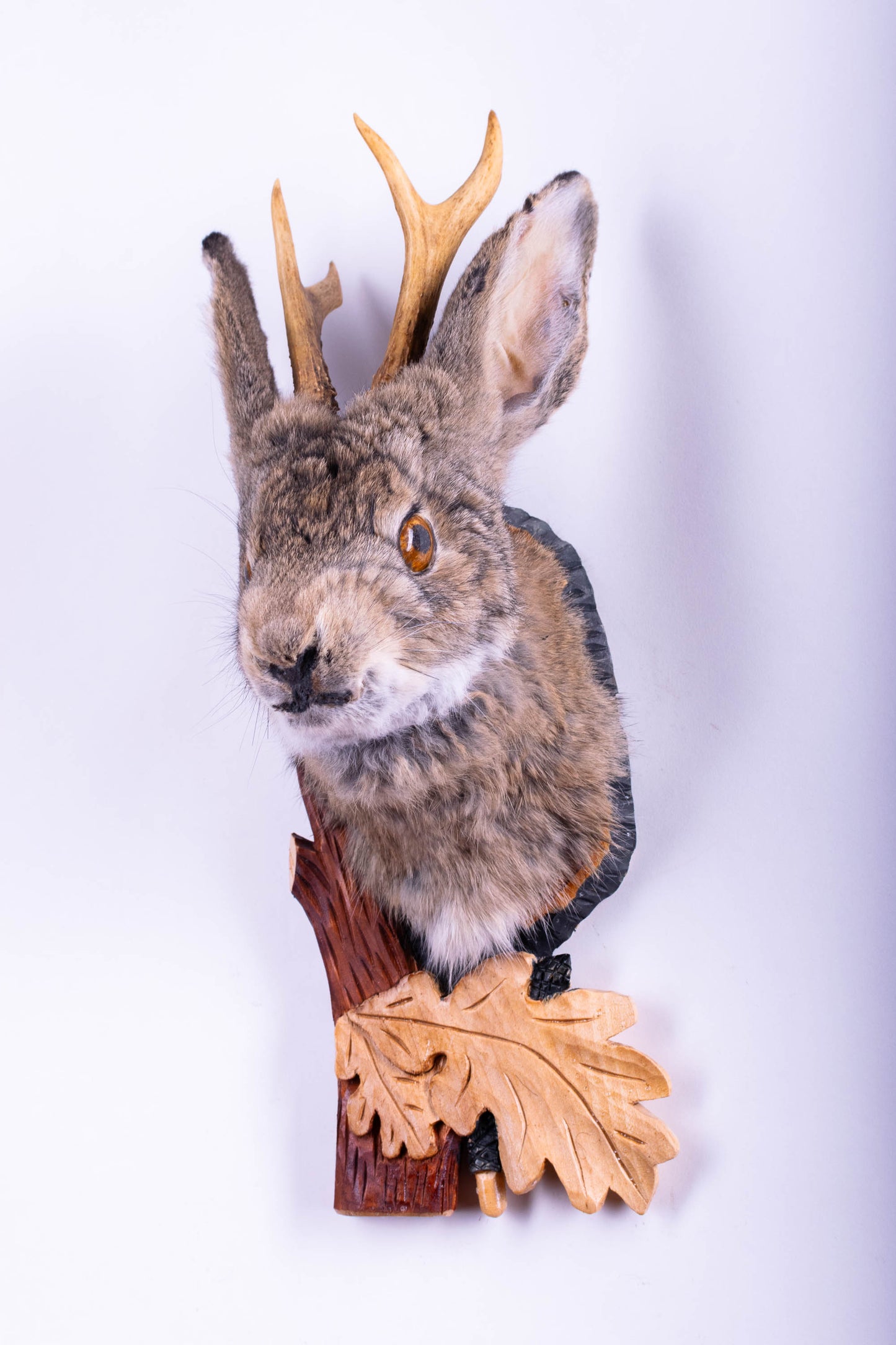 Taxidermie d'écureuil murale à vendre