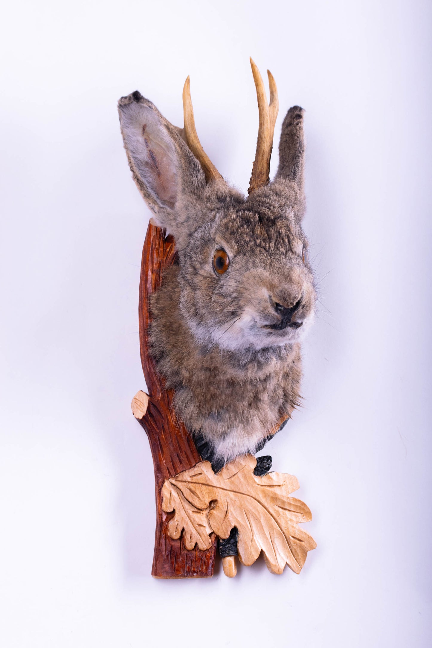 Taxidermie d'écureuil murale à vendre