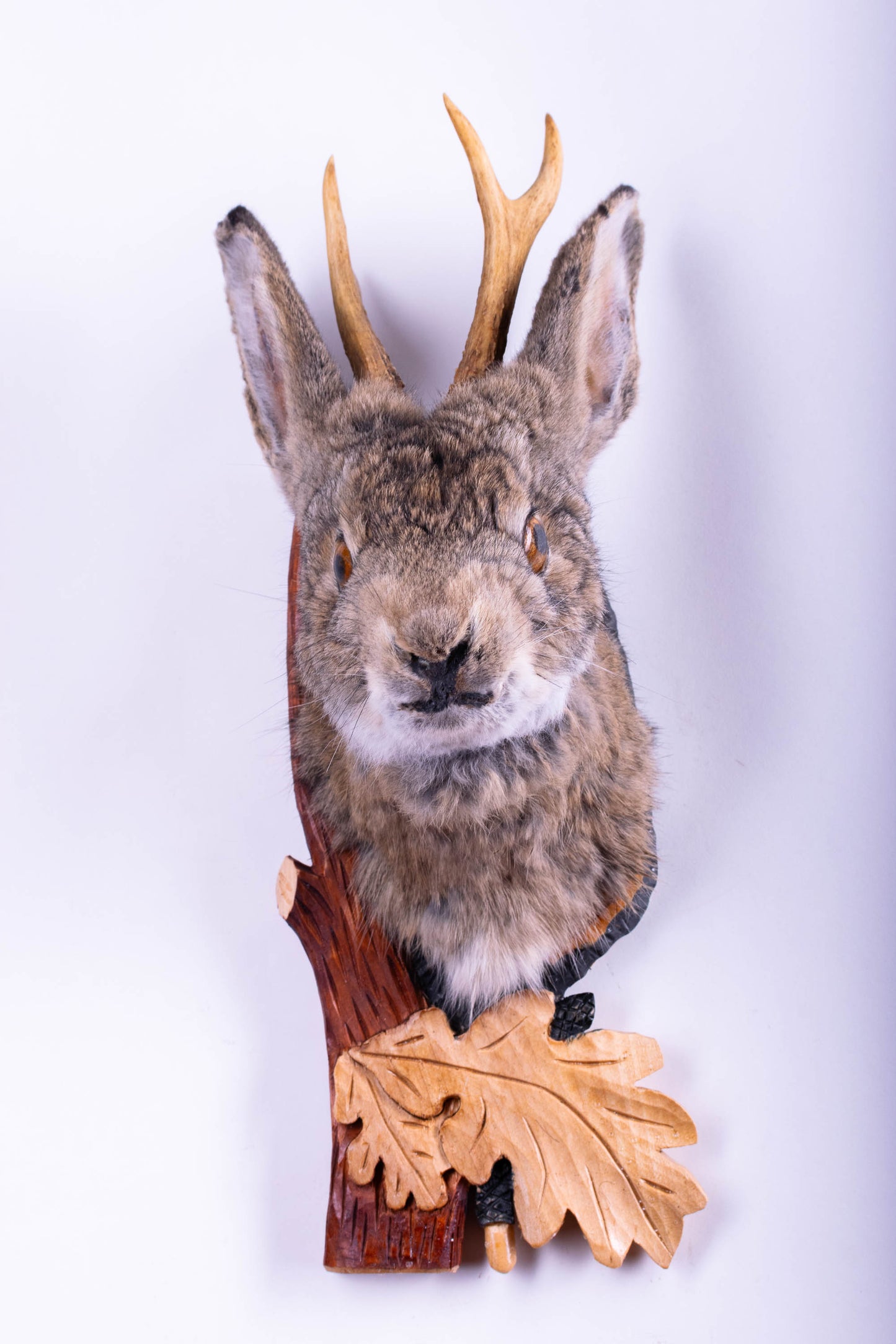 Taxidermie d'écureuil murale à vendre