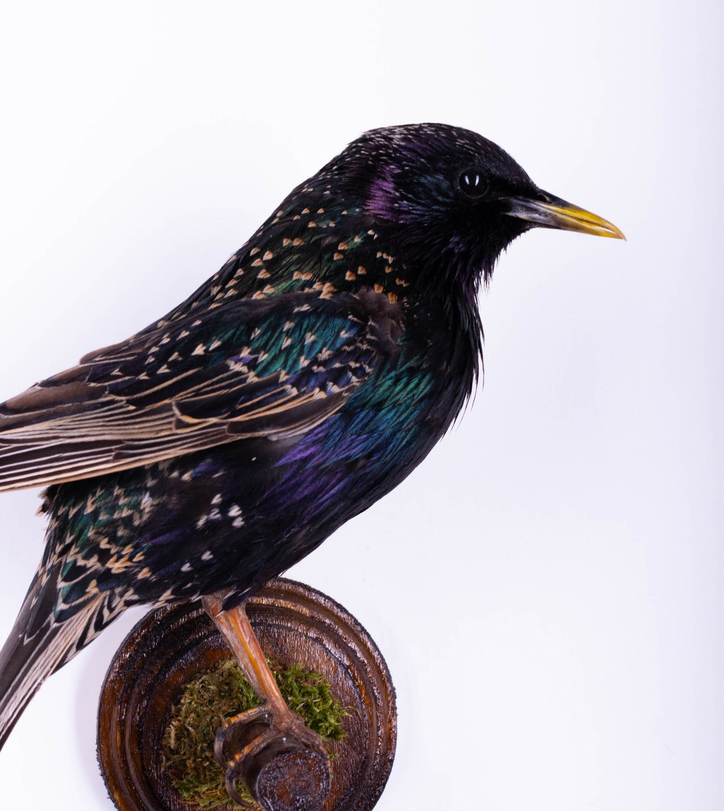 Support mural de taxidermie d'étourneau à vendre