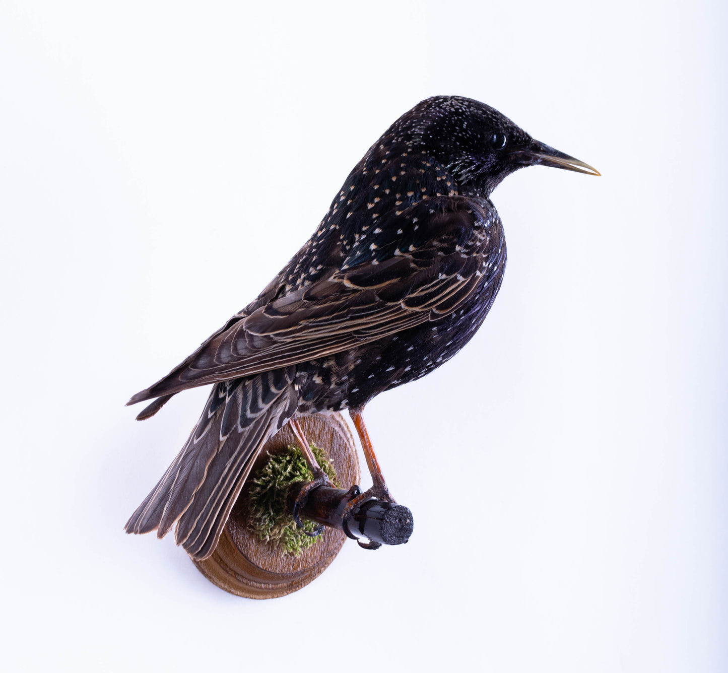Support mural de taxidermie d'étourneau à vendre