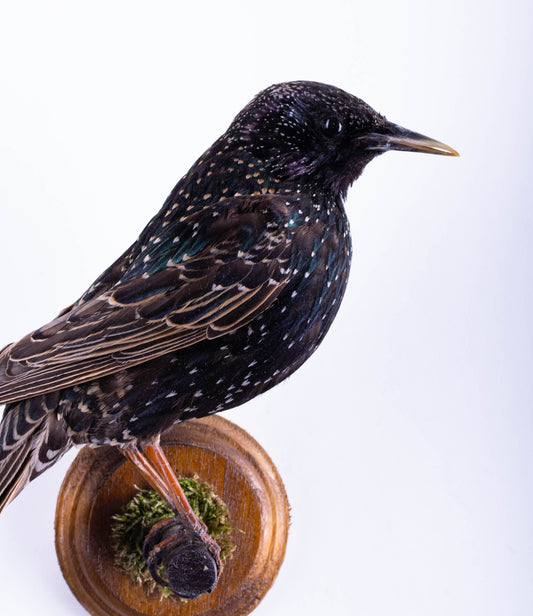 Support mural de taxidermie d'étourneau à vendre