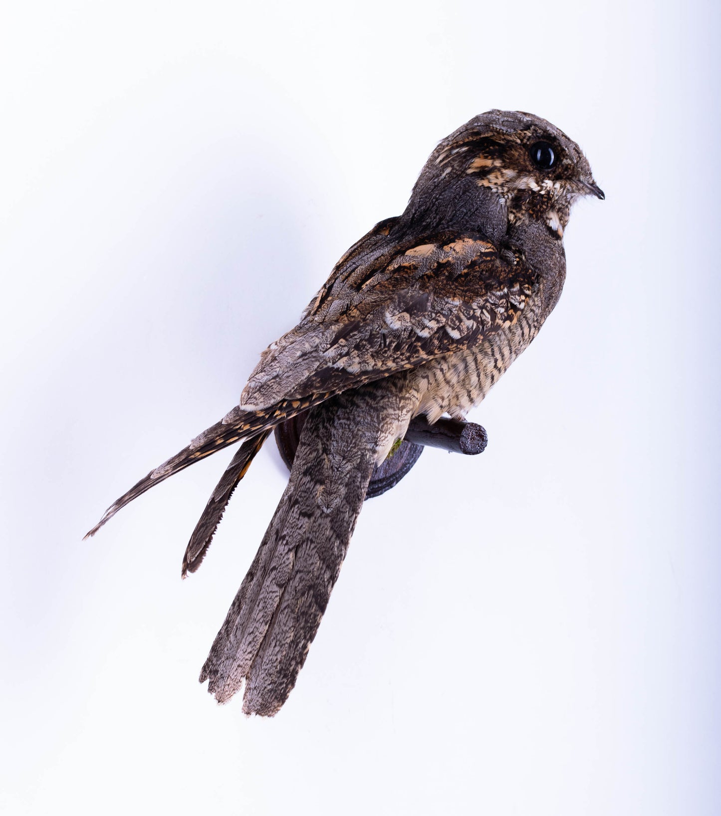 Nightjar Taxidermy Wall Mount For Sale